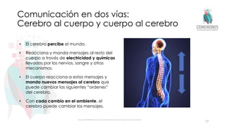 Comunicación en dos vías:
Cerebro al cuerpo y cuerpo al cerebro
• El cerebro percibe el mundo.
• Reacciona y manda mensajes al resto del
cuerpo a través de electricidad y químicas
llevados por los nervios, sangre y otros
mecanismos.
• El cuerpo reacciona a estos mensajes y
manda nuevos mensajes al cerebro que
puede cambiar las siguientes “ordenes”
del cerebro.
• Con cada cambio en el ambiente, el
cerebro puede cambiar los mensajes.
27
https://withalittlehelp.com.au/mind-and-body-communication-a-two-way-street/
 