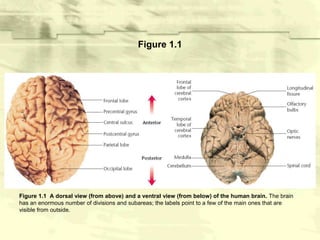 Mind body problem | PPTX