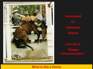 Intoxicated Or Untrained Animal Live life in “ Rodeo Consciousness” Mind is like a Horse 