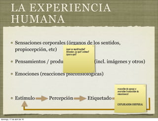 LA EXPERIENCIA
HUMANA
Sensaciones corporales (órganos de los sentidos,
propiocepción, etc)
Pensamientos / productos mentales (incl. imágenes y otros)
Emociones (reacciones psicofisiológicas)
Estímulo Percepción Etiquetado Reacción
¿qué es meditación?
Atender. ¿a qué? ¿cómo?
¿para qué?
reacción de apego y
aversión (reducción de
emociones)
EXPLORACION CORPORAL
domingo, 17 de abril de 16
 