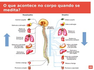 46
O que acontece no corpo quando se
medita?
 