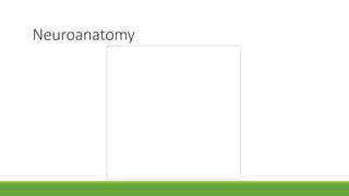 Neuroanatomy
 