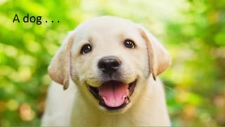 A dog . . .
 
