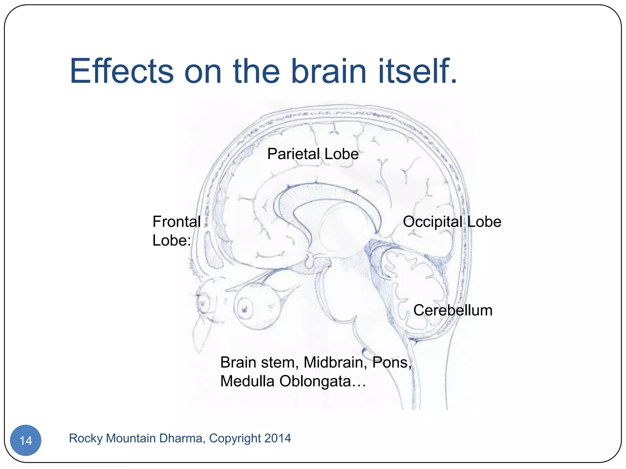 Effects on the brain itself.
Parietal Lobe

Frontal
Lobe:

Occipital Lobe

Cerebellum
Brain stem, Midbrain, Pons,
Medulla Oblongata…

14

Rocky Mountain Dharma, Copyright 2014

 