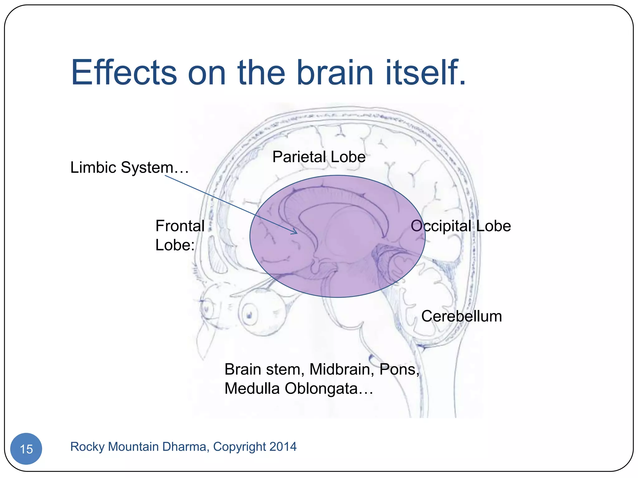 Effects on the brain itself.
Limbic System…

Parietal Lobe

Frontal
Lobe:

Occipital Lobe

Cerebellum
Brain stem, Midbrain, Pons,
Medulla Oblongata…

15

Rocky Mountain Dharma, Copyright 2014

 