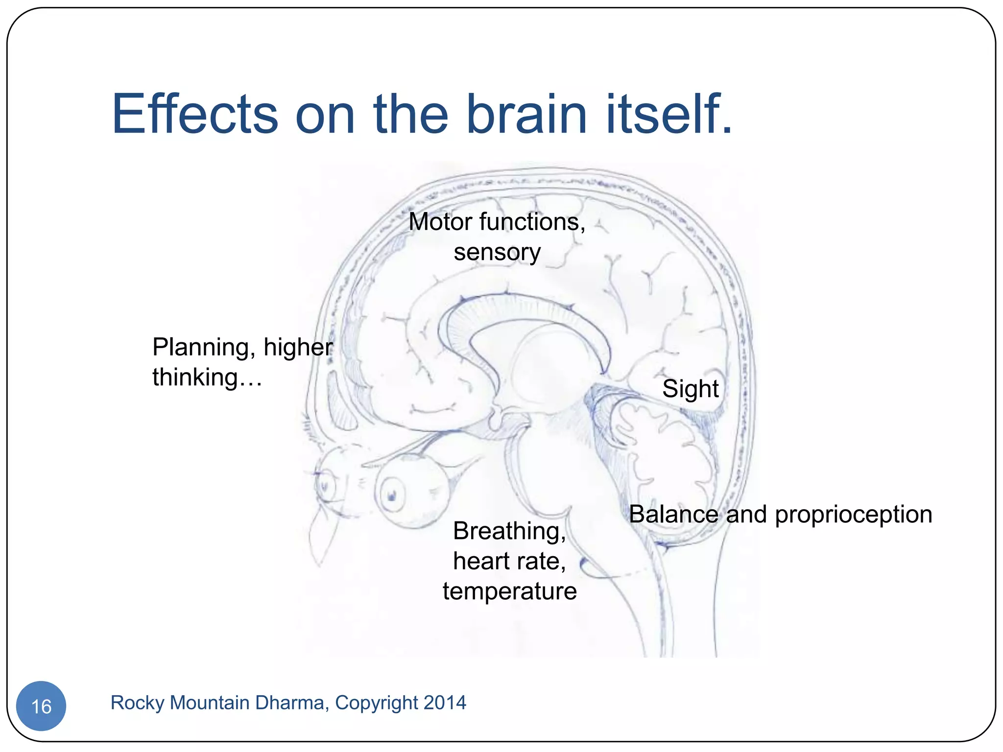 Effects on the brain itself.
Motor functions,
sensory

Planning, higher
thinking…

Sight

Breathing,
heart rate,
temperature

16

Rocky Mountain Dharma, Copyright 2014

Balance and proprioception

 