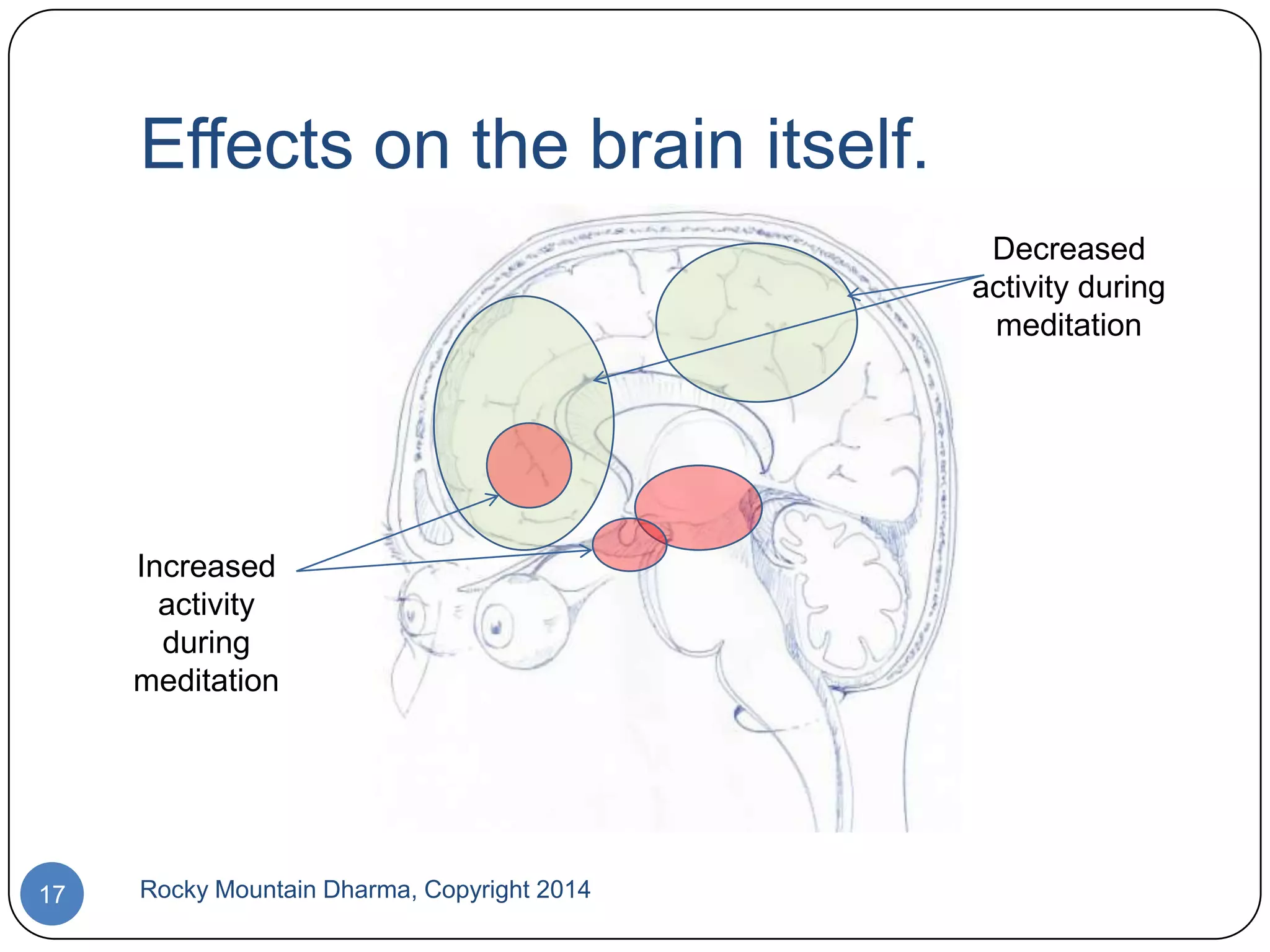 Effects on the brain itself.
Decreased
activity during
meditation

Increased
activity
during
meditation

17

Rocky Mountain Dharma, Copyright 2014

 
