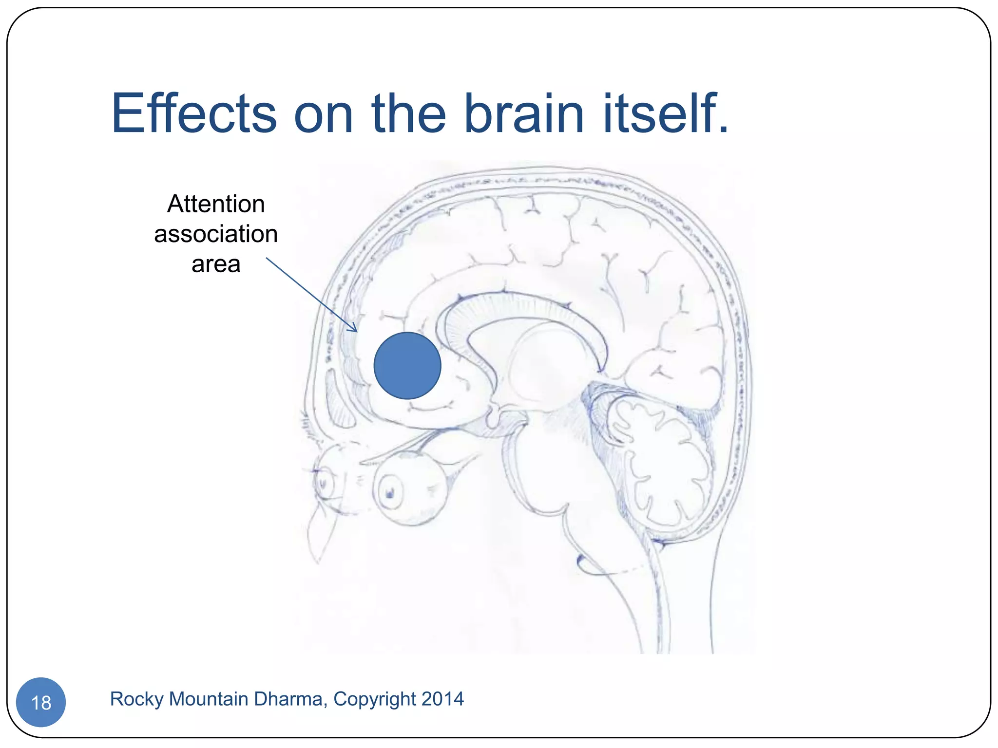 Effects on the brain itself.
Attention
association
area

18

Rocky Mountain Dharma, Copyright 2014

 