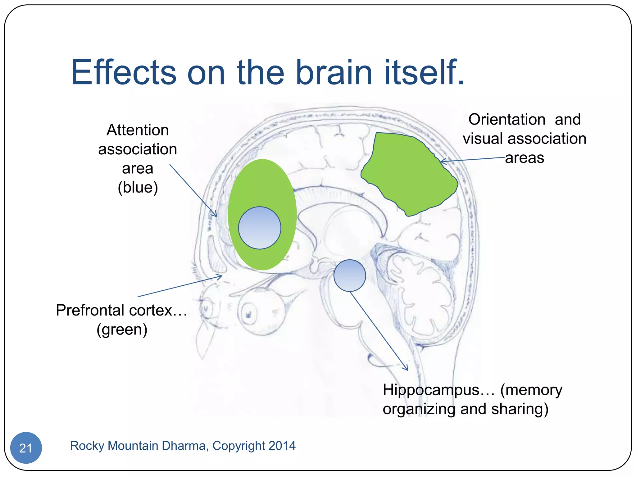 Effects on the brain itself.
Attention
association
area
(blue)

Orientation and
visual association
areas

Prefrontal cortex…
(green)

Hippocampus… (memory
organizing and sharing)
21

Rocky Mountain Dharma, Copyright 2014

 