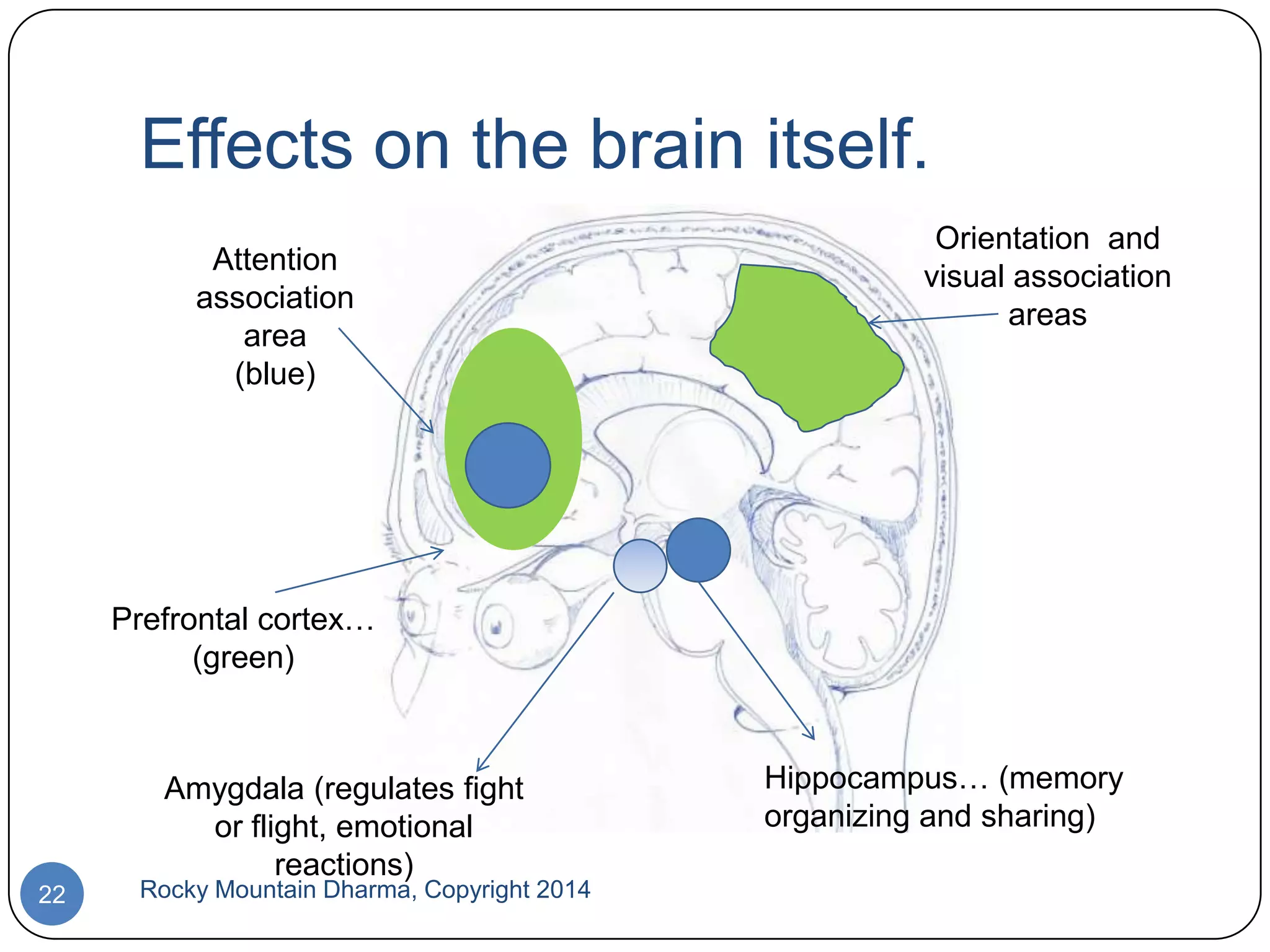 Effects on the brain itself.
Attention
association
area
(blue)

Orientation and
visual association
areas

Prefrontal cortex…
(green)

Amygdala (regulates fight
or flight, emotional
reactions)

22

Rocky Mountain Dharma, Copyright 2014

Hippocampus… (memory
organizing and sharing)

 