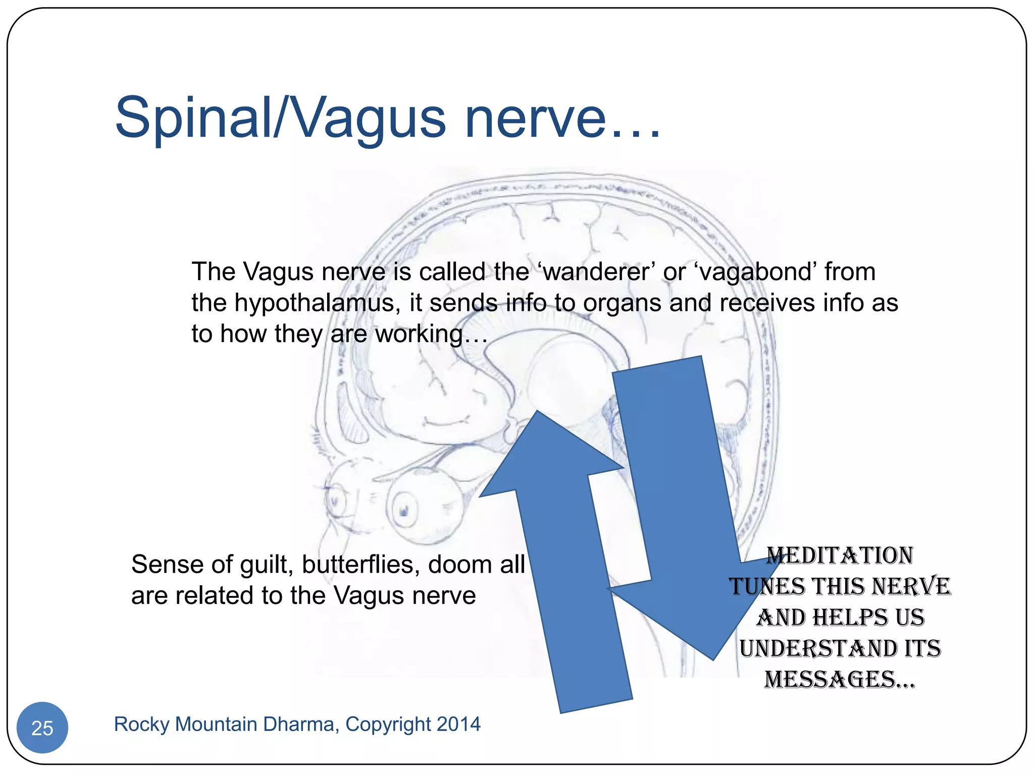 Spinal/Vagus nerve…
The Vagus nerve is called the „wanderer‟ or „vagabond‟ from
the hypothalamus, it sends info to organs and receives info as
to how they are working…

Sense of guilt, butterflies, doom all
are related to the Vagus nerve

25

Rocky Mountain Dharma, Copyright 2014

Meditation
tunes this nerve
and helps us
understand its
messages…

 