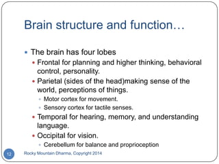 Brain structure and function…
 The brain has four lobes
 Frontal for planning and higher thinking, behavioral

control, personality.
 Parietal (sides of the head)making sense of the
world, perceptions of things.
 Motor cortex for movement.
 Sensory cortex for tactile senses.

 Temporal for hearing, memory, and understanding

language.
 Occipital for vision.
 Cerebellum for balance and proprioception
12

Rocky Mountain Dharma, Copyright 2014

 
