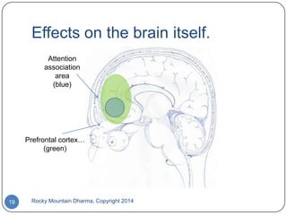 Effects on the brain itself.
Attention
association
area
(blue)

Prefrontal cortex…
(green)

19

Rocky Mountain Dharma, Copyright 2014

 