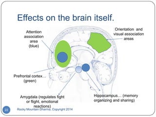 Effects on the brain itself.
Attention
association
area
(blue)

Orientation and
visual association
areas

Prefrontal cortex…
(green)

Amygdala (regulates fight
or flight, emotional
reactions)

22

Rocky Mountain Dharma, Copyright 2014

Hippocampus… (memory
organizing and sharing)

 