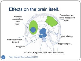 Effects on the brain itself.
Orientation and
visual association
areas

Attention
association
area
(blue)

Hypothalamus
Prefrontal cortex…
(green)

Hippocampus…

Amygdala
Mid brain, Regulates heart rate, pressure etc..
24

Rocky Mountain Dharma, Copyright 2014

 