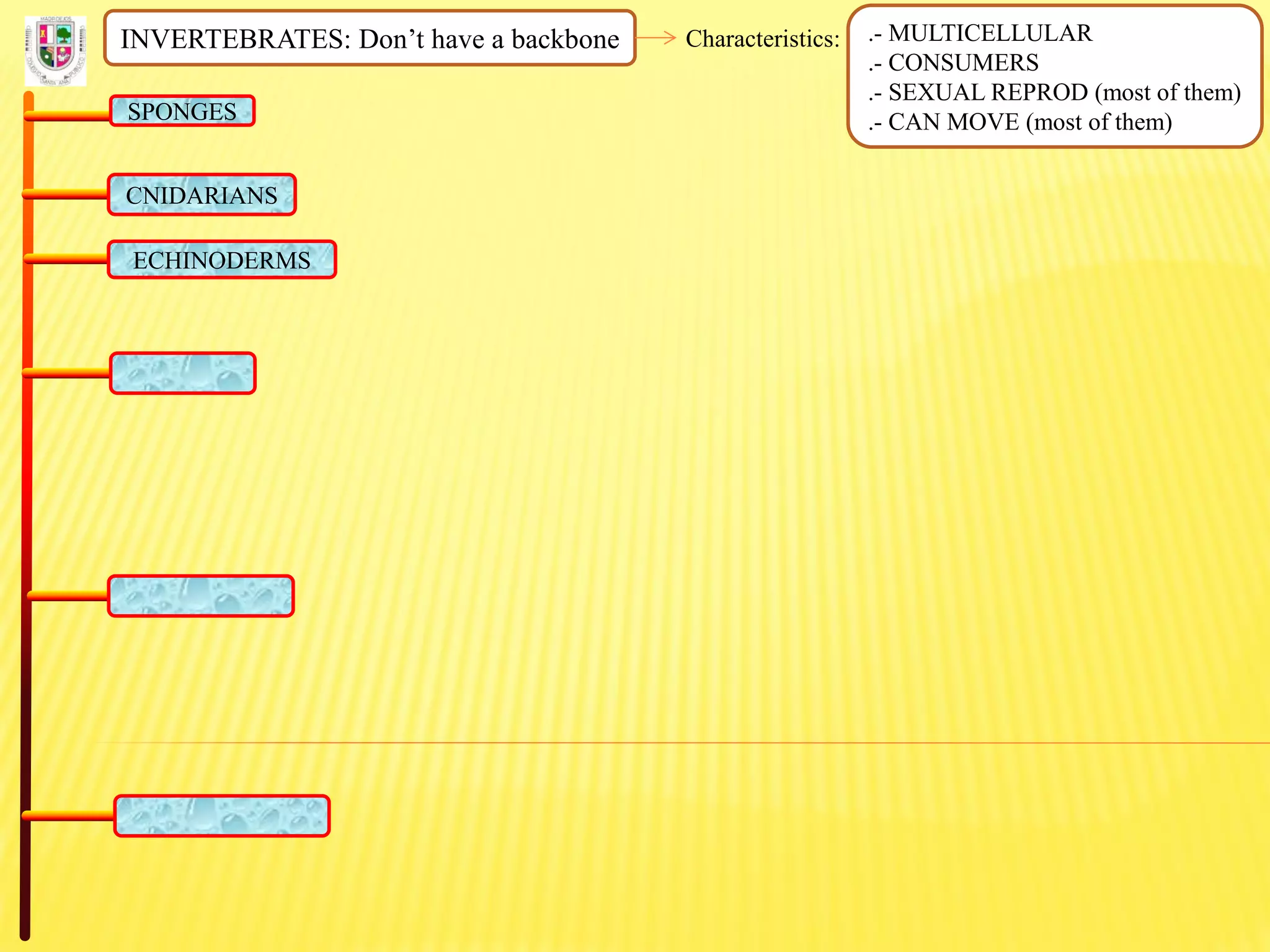 INVERTEBRATES: Don’t have a backbone Characteristics: .- MULTICELLULAR
.- CONSUMERS
.- SEXUAL REPROD (most of them)
.- CAN MOVE (most of them)SPONGES
CNIDARIANS
ECHINODERMS
 