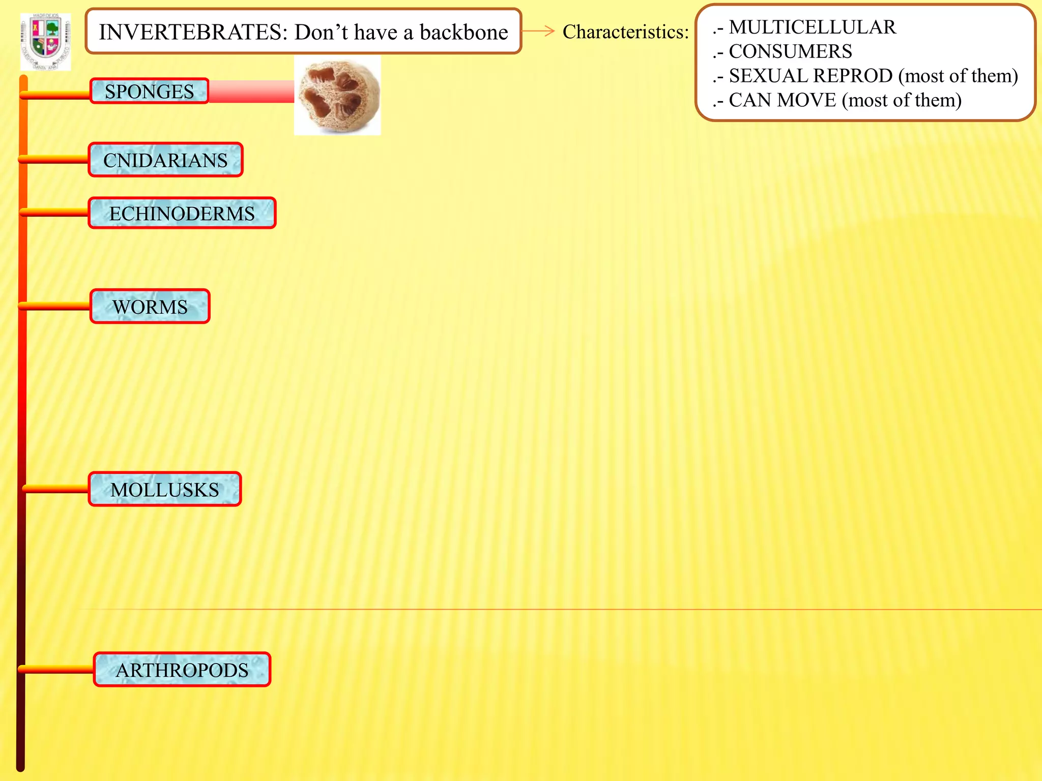 INVERTEBRATES: Don’t have a backbone Characteristics: .- MULTICELLULAR
.- CONSUMERS
.- SEXUAL REPROD (most of them)
.- CAN MOVE (most of them)SPONGES
CNIDARIANS
ECHINODERMS
WORMS
MOLLUSKS
ARTHROPODS
 