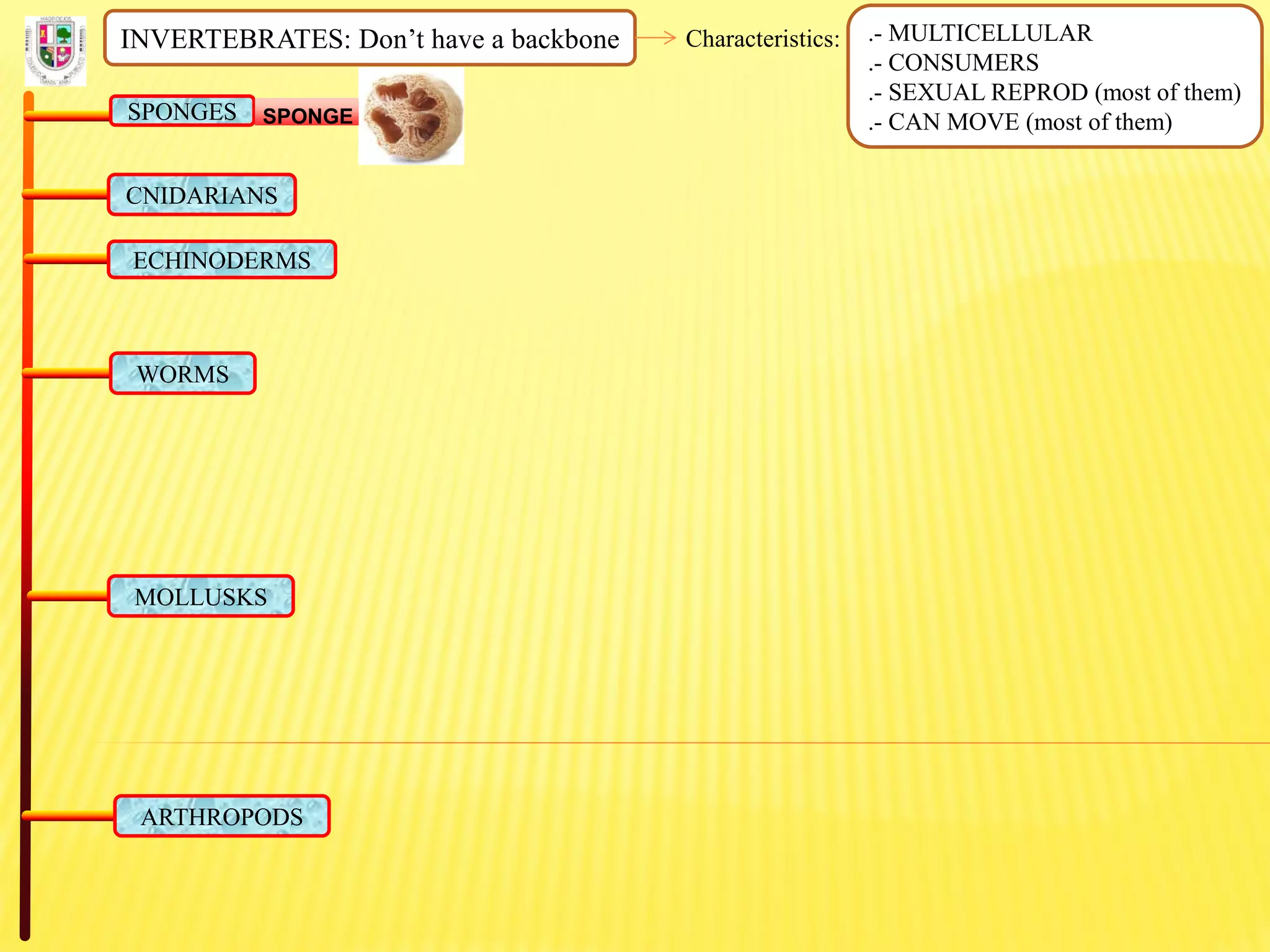 INVERTEBRATES: Don’t have a backbone Characteristics: .- MULTICELLULAR
.- CONSUMERS
.- SEXUAL REPROD (most of them)
.- CAN MOVE (most of them)SPONGES SPONGE
CNIDARIANS
ECHINODERMS
WORMS
MOLLUSKS
ARTHROPODS
 