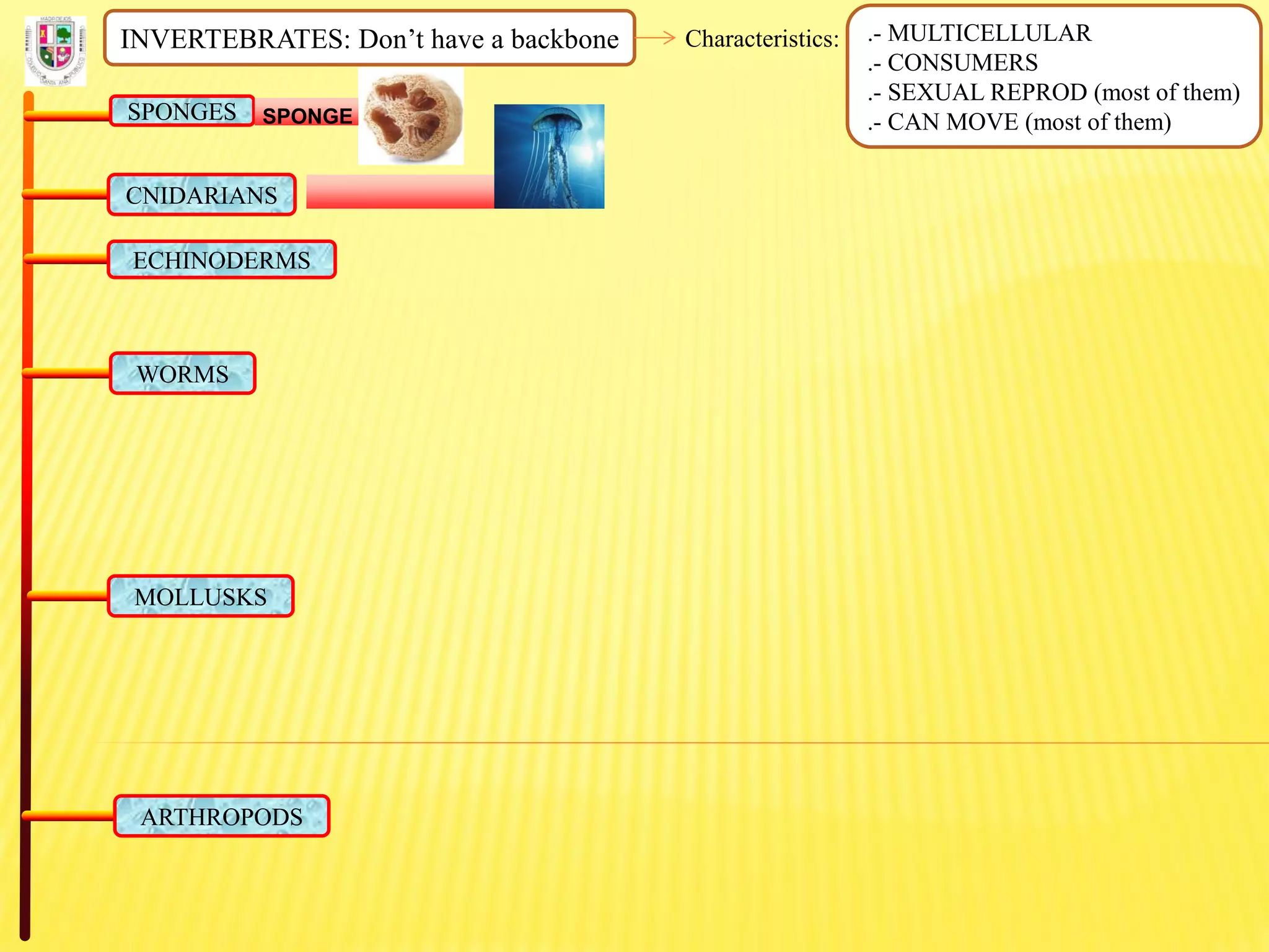 INVERTEBRATES: Don’t have a backbone Characteristics: .- MULTICELLULAR
.- CONSUMERS
.- SEXUAL REPROD (most of them)
.- CAN MOVE (most of them)SPONGES SPONGE
CNIDARIANS
ECHINODERMS
WORMS
MOLLUSKS
ARTHROPODS
 