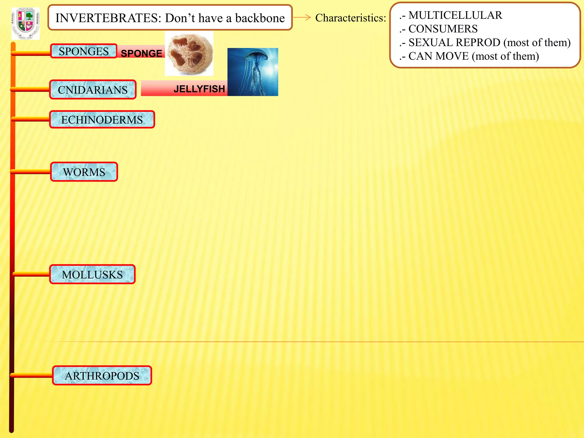 INVERTEBRATES: Don’t have a backbone Characteristics: .- MULTICELLULAR
.- CONSUMERS
.- SEXUAL REPROD (most of them)
.- CAN MOVE (most of them)SPONGES SPONGE
CNIDARIANS JELLYFISH
ECHINODERMS
WORMS
MOLLUSKS
ARTHROPODS
 