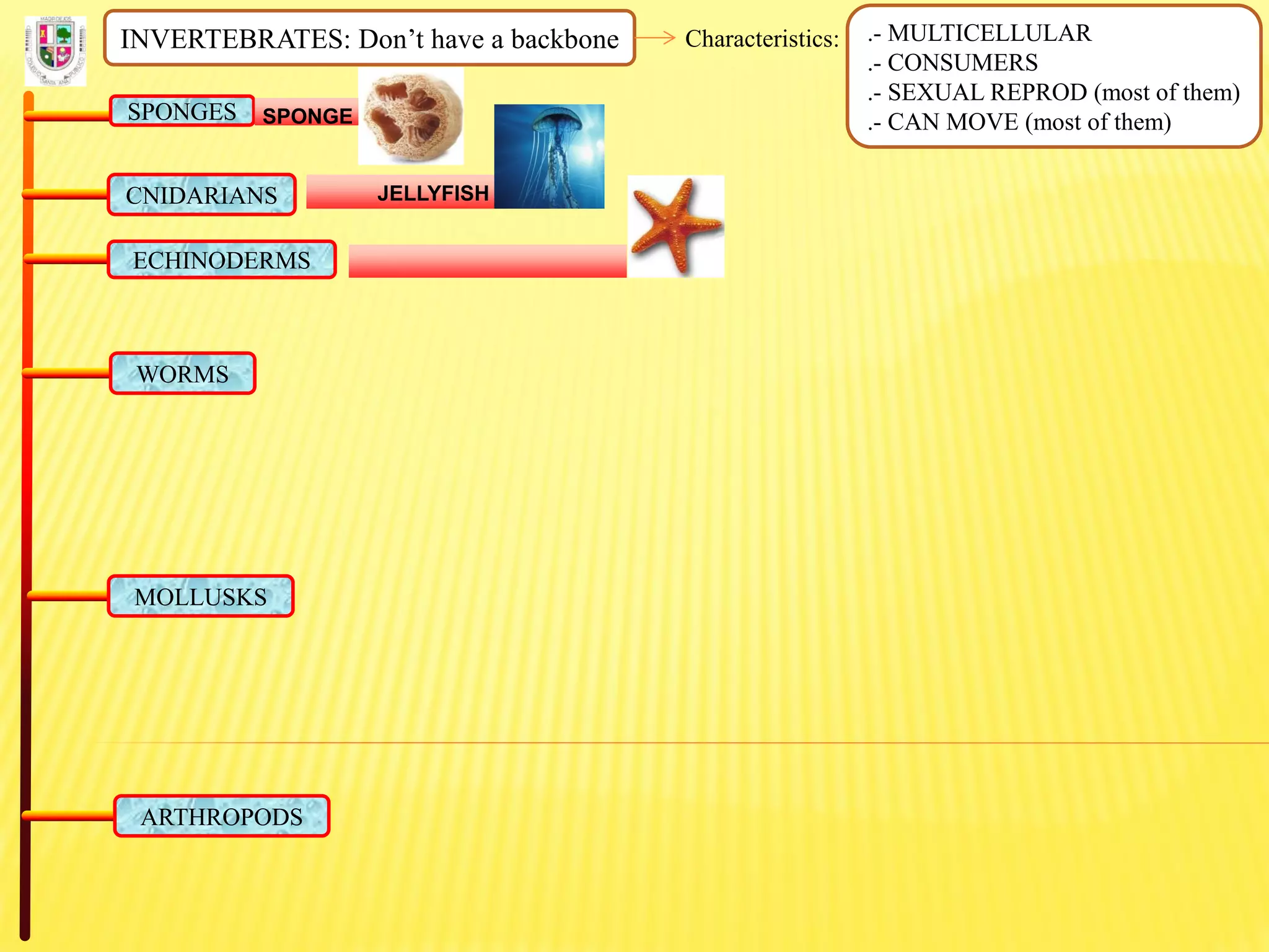 INVERTEBRATES: Don’t have a backbone Characteristics: .- MULTICELLULAR
.- CONSUMERS
.- SEXUAL REPROD (most of them)
.- CAN MOVE (most of them)SPONGES SPONGE
CNIDARIANS JELLYFISH
ECHINODERMS
WORMS
MOLLUSKS
ARTHROPODS
 