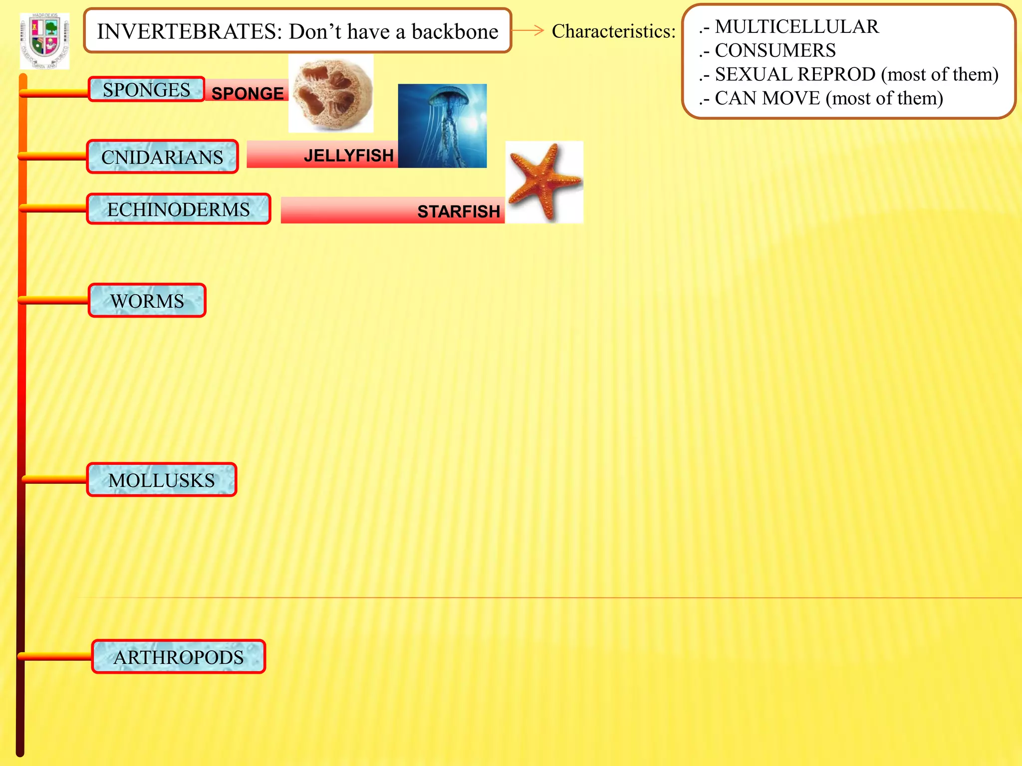 INVERTEBRATES: Don’t have a backbone Characteristics: .- MULTICELLULAR
.- CONSUMERS
.- SEXUAL REPROD (most of them)
.- CAN MOVE (most of them)SPONGES SPONGE
CNIDARIANS JELLYFISH
ECHINODERMS STARFISH
WORMS
MOLLUSKS
ARTHROPODS
 