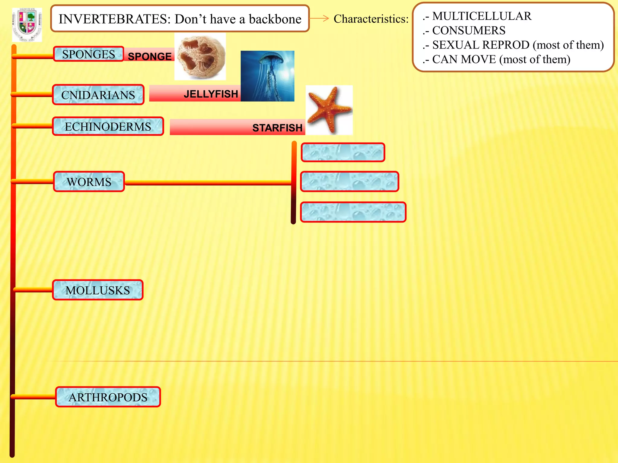 INVERTEBRATES: Don’t have a backbone Characteristics: .- MULTICELLULAR
.- CONSUMERS
.- SEXUAL REPROD (most of them)
.- CAN MOVE (most of them)SPONGES SPONGE
CNIDARIANS JELLYFISH
ECHINODERMS STARFISH
WORMS
MOLLUSKS
ARTHROPODS
 