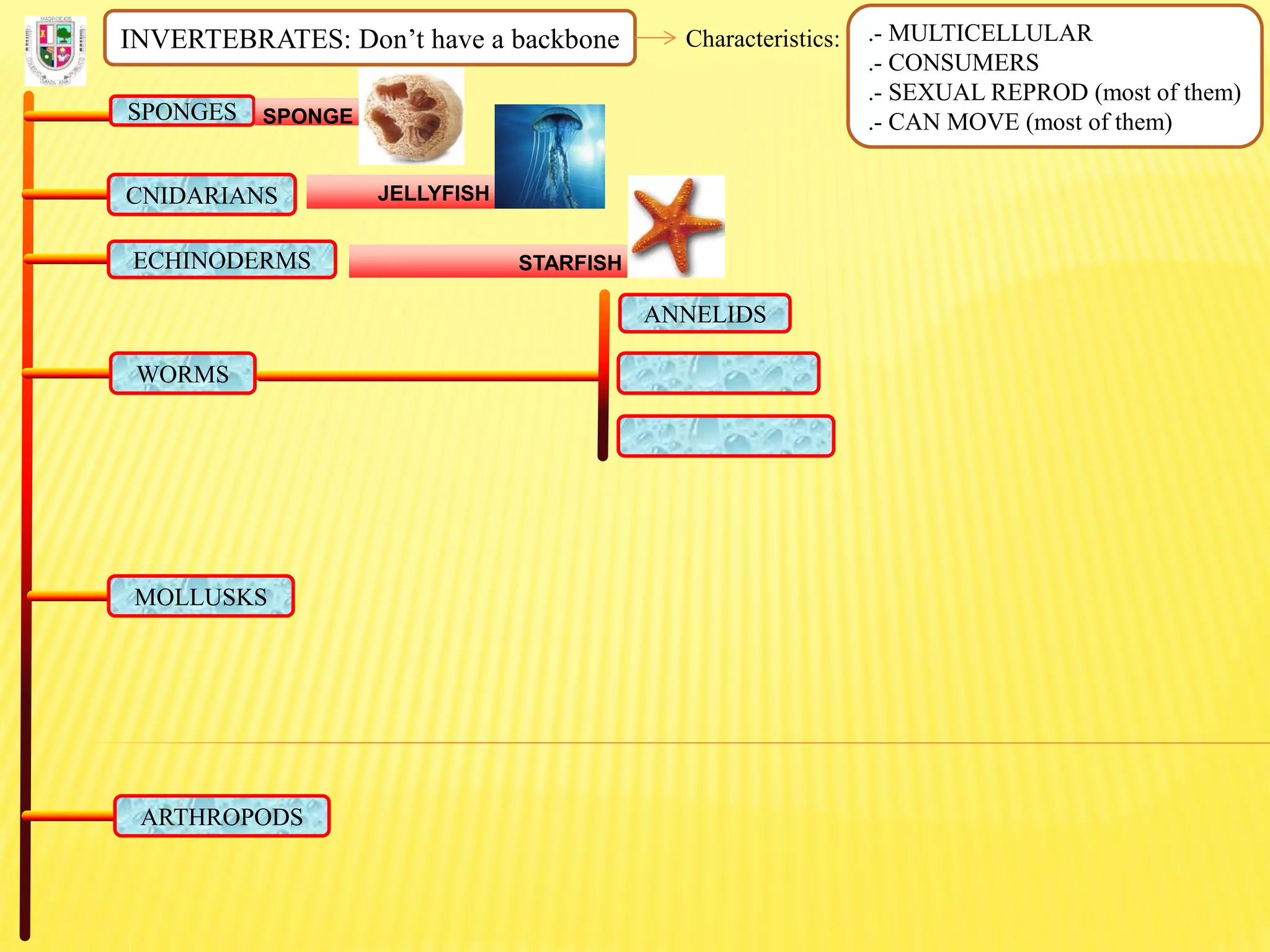 INVERTEBRATES: Don’t have a backbone Characteristics: .- MULTICELLULAR
.- CONSUMERS
.- SEXUAL REPROD (most of them)
.- CAN MOVE (most of them)SPONGES SPONGE
CNIDARIANS JELLYFISH
ECHINODERMS STARFISH
ANNELIDS
WORMS
MOLLUSKS
ARTHROPODS
 