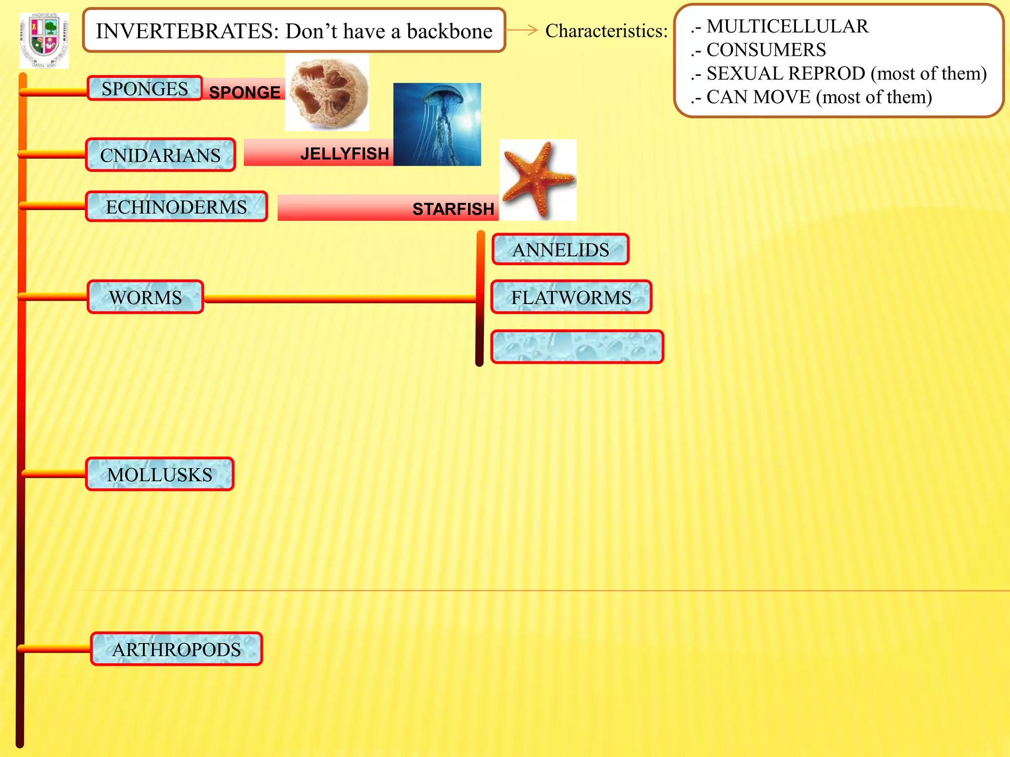 INVERTEBRATES: Don’t have a backbone Characteristics: .- MULTICELLULAR
.- CONSUMERS
.- SEXUAL REPROD (most of them)
.- CAN MOVE (most of them)SPONGES SPONGE
CNIDARIANS JELLYFISH
ECHINODERMS STARFISH
FLATWORMS
ANNELIDS
WORMS
MOLLUSKS
ARTHROPODS
 