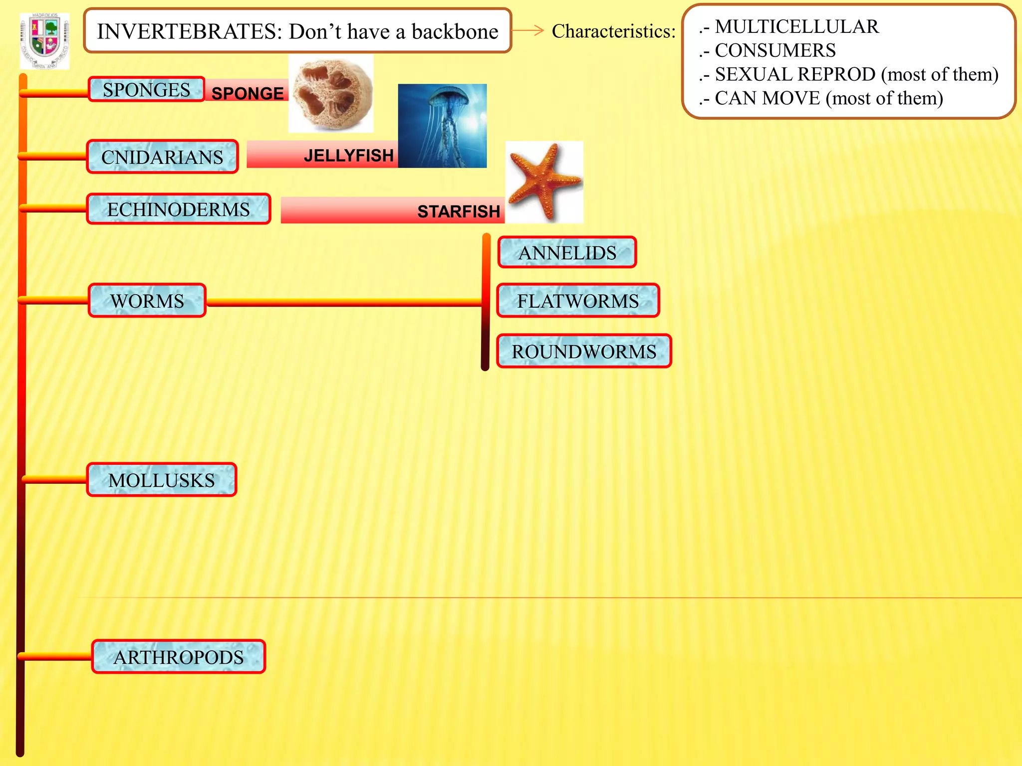 INVERTEBRATES: Don’t have a backbone Characteristics: .- MULTICELLULAR
.- CONSUMERS
.- SEXUAL REPROD (most of them)
.- CAN MOVE (most of them)SPONGES SPONGE
CNIDARIANS JELLYFISH
ECHINODERMS STARFISH
FLATWORMS
ROUNDWORMS
ANNELIDS
WORMS
MOLLUSKS
ARTHROPODS
 