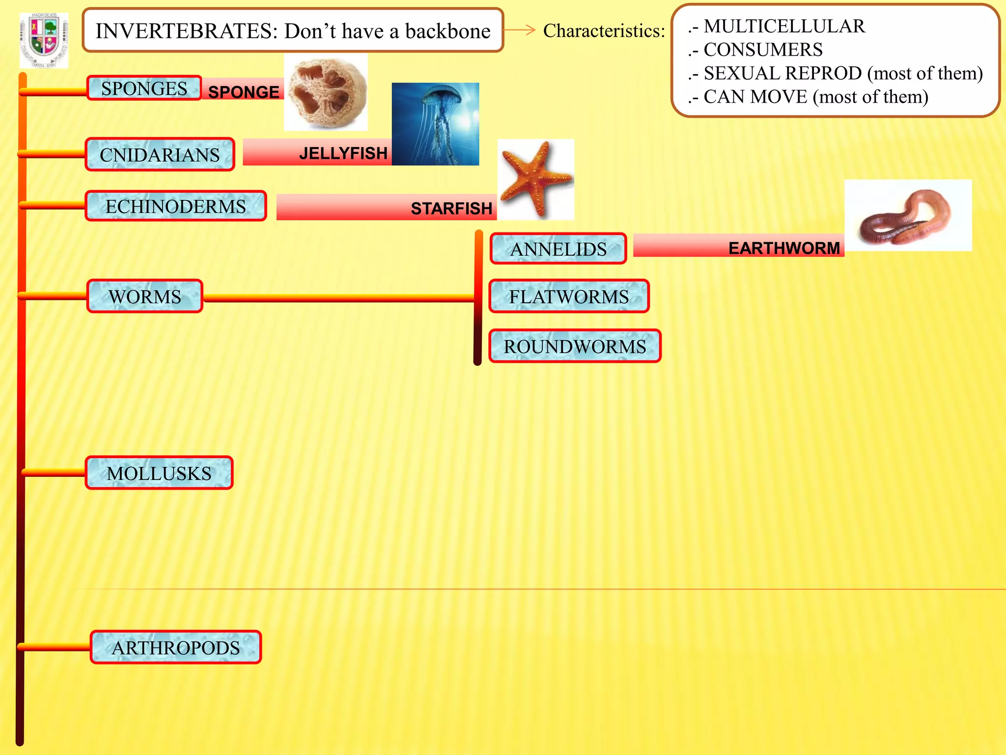 INVERTEBRATES: Don’t have a backbone Characteristics: .- MULTICELLULAR
.- CONSUMERS
.- SEXUAL REPROD (most of them)
.- CAN MOVE (most of them)SPONGES SPONGE
CNIDARIANS JELLYFISH
ECHINODERMS STARFISH
FLATWORMS
ROUNDWORMS
ANNELIDS
WORMS
EARTHWORM
MOLLUSKS
ARTHROPODS
 