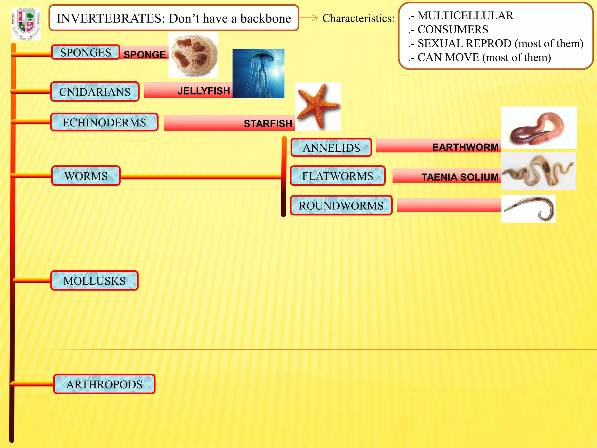 INVERTEBRATES: Don’t have a backbone Characteristics: .- MULTICELLULAR
.- CONSUMERS
.- SEXUAL REPROD (most of them)
.- CAN MOVE (most of them)SPONGES SPONGE
CNIDARIANS JELLYFISH
ECHINODERMS STARFISH
FLATWORMS
ROUNDWORMS
ANNELIDS
WORMS
EARTHWORM
TAENIA SOLIUM
MOLLUSKS
ARTHROPODS
 
