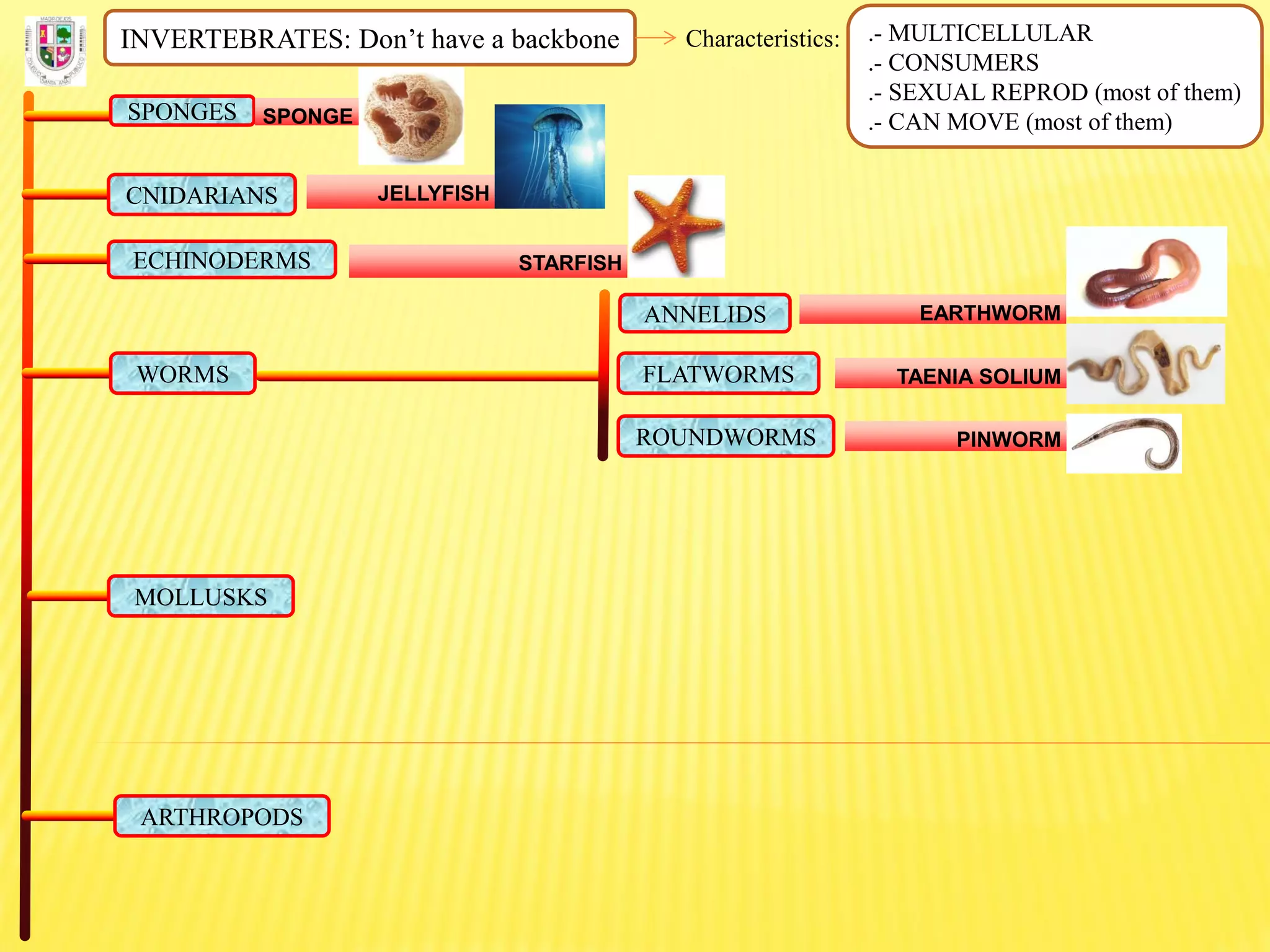 INVERTEBRATES: Don’t have a backbone Characteristics: .- MULTICELLULAR
.- CONSUMERS
.- SEXUAL REPROD (most of them)
.- CAN MOVE (most of them)SPONGES SPONGE
CNIDARIANS JELLYFISH
ECHINODERMS STARFISH
FLATWORMS
ROUNDWORMS
ANNELIDS
WORMS
EARTHWORM
TAENIA SOLIUM
PINWORM
MOLLUSKS
ARTHROPODS
 