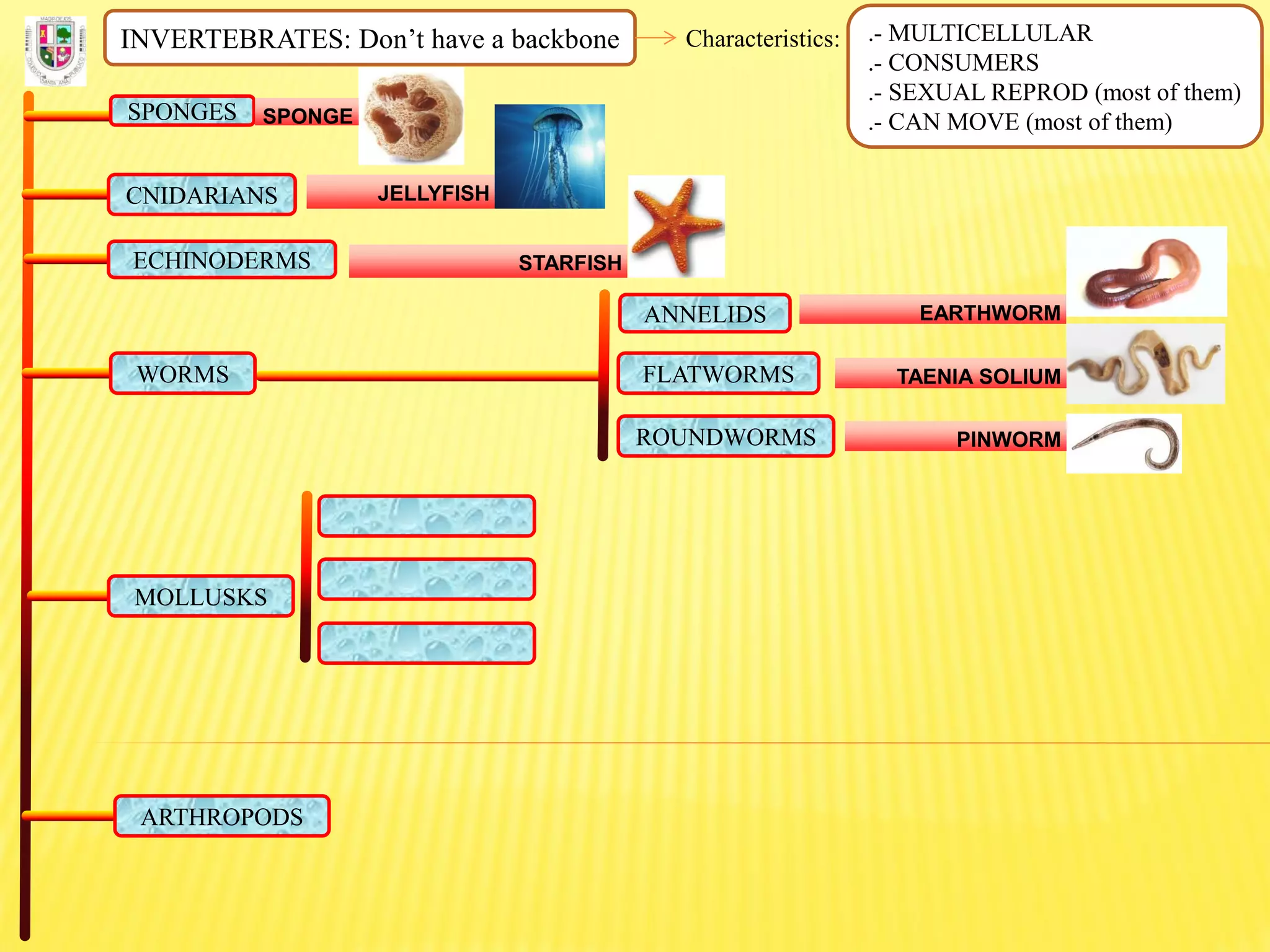 INVERTEBRATES: Don’t have a backbone Characteristics: .- MULTICELLULAR
.- CONSUMERS
.- SEXUAL REPROD (most of them)
.- CAN MOVE (most of them)SPONGES SPONGE
CNIDARIANS JELLYFISH
ECHINODERMS STARFISH
FLATWORMS
ROUNDWORMS
ANNELIDS
WORMS
EARTHWORM
TAENIA SOLIUM
PINWORM
MOLLUSKS
ARTHROPODS
 