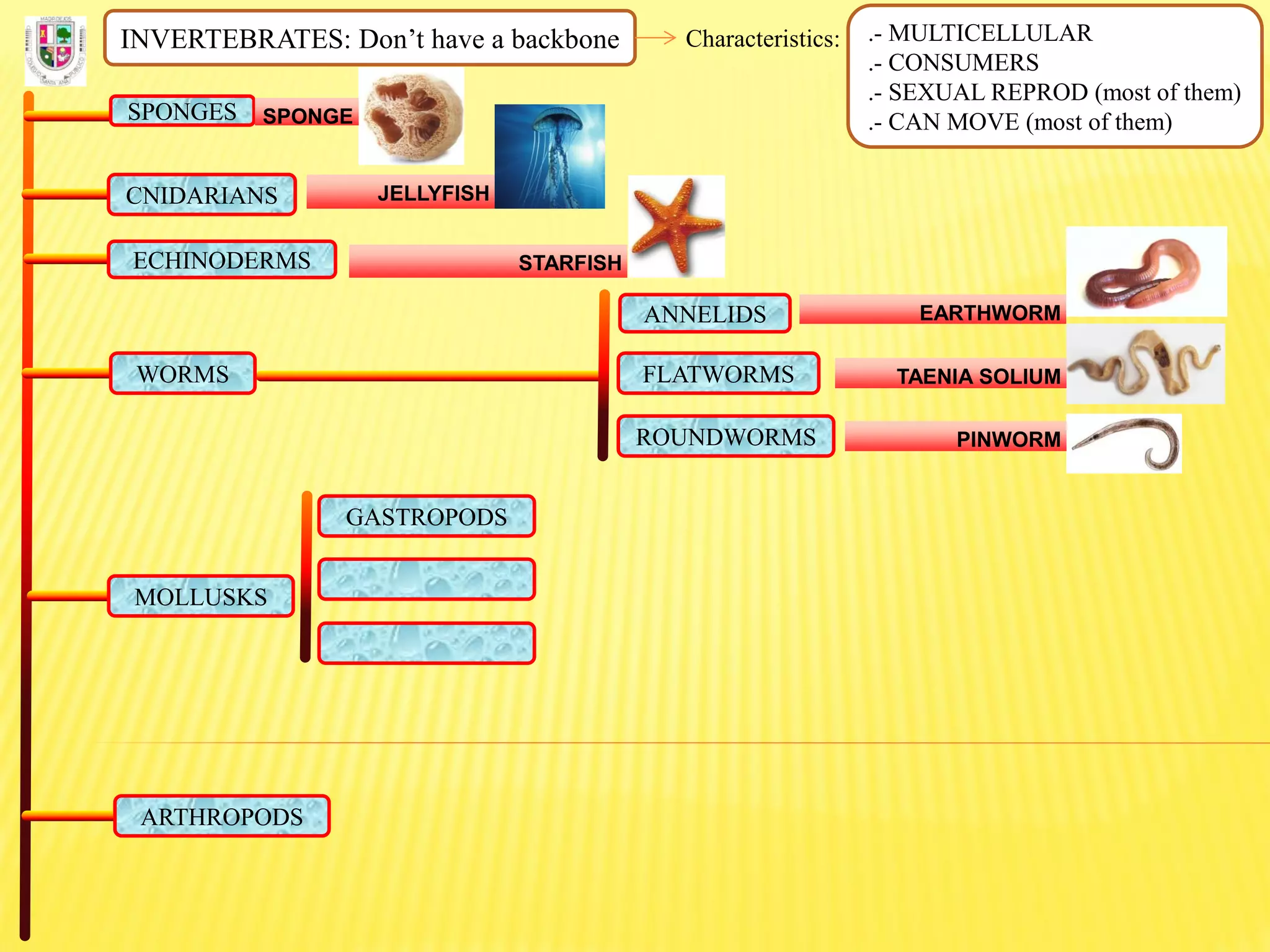 INVERTEBRATES: Don’t have a backbone Characteristics: .- MULTICELLULAR
.- CONSUMERS
.- SEXUAL REPROD (most of them)
.- CAN MOVE (most of them)SPONGES SPONGE
CNIDARIANS JELLYFISH
ECHINODERMS STARFISH
FLATWORMS
ROUNDWORMS
ANNELIDS
WORMS
EARTHWORM
TAENIA SOLIUM
PINWORM
MOLLUSKS
GASTROPODS
ARTHROPODS
 