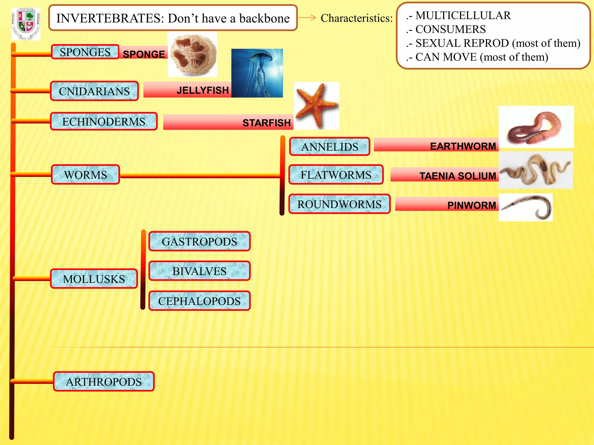 INVERTEBRATES: Don’t have a backbone Characteristics: .- MULTICELLULAR
.- CONSUMERS
.- SEXUAL REPROD (most of them)
.- CAN MOVE (most of them)SPONGES SPONGE
CNIDARIANS JELLYFISH
ECHINODERMS STARFISH
FLATWORMS
ROUNDWORMS
ANNELIDS
WORMS
EARTHWORM
TAENIA SOLIUM
PINWORM
MOLLUSKS
GASTROPODS
BIVALVES
CEPHALOPODS
ARTHROPODS
 