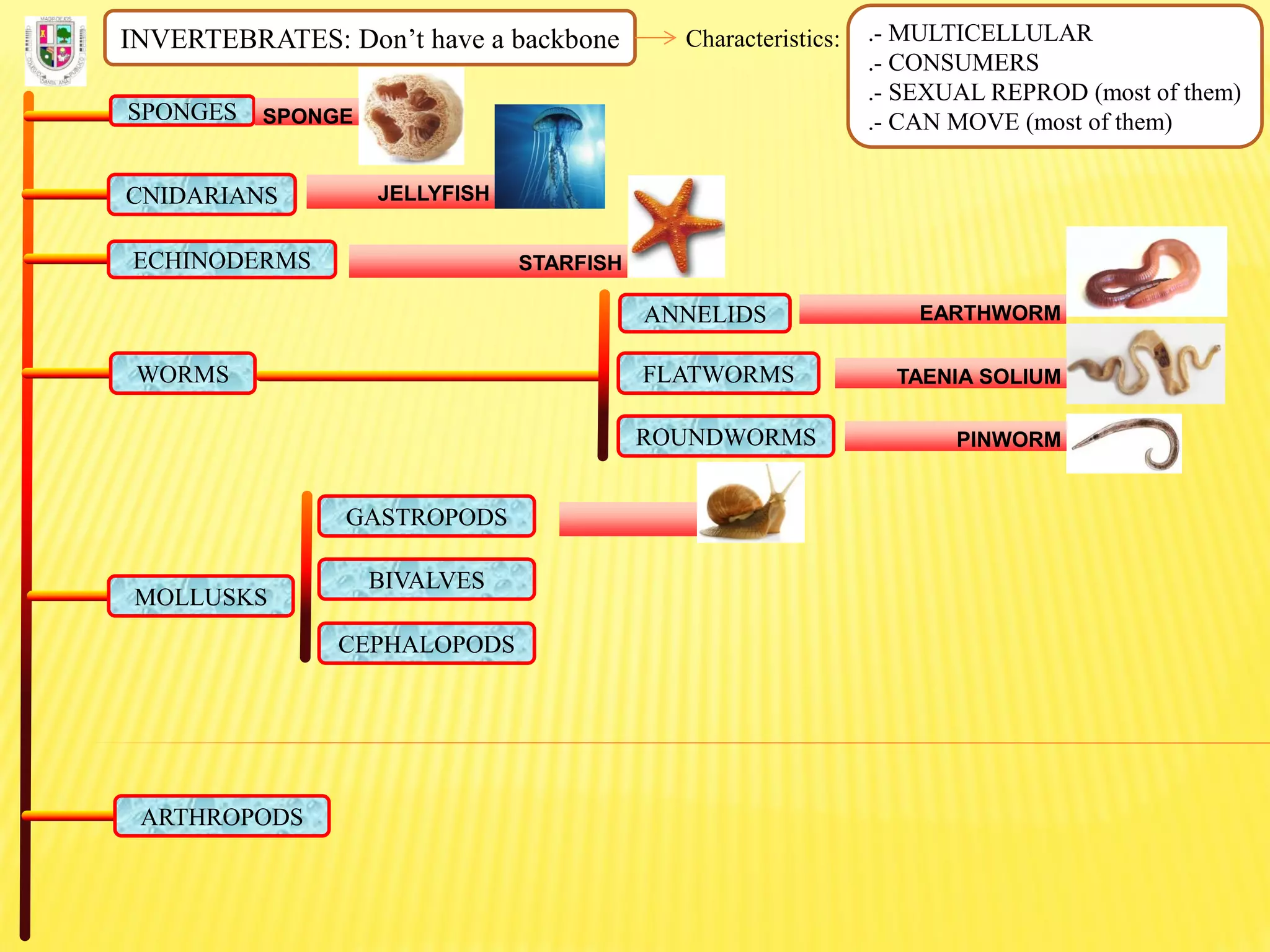INVERTEBRATES: Don’t have a backbone Characteristics: .- MULTICELLULAR
.- CONSUMERS
.- SEXUAL REPROD (most of them)
.- CAN MOVE (most of them)SPONGES SPONGE
CNIDARIANS JELLYFISH
ECHINODERMS STARFISH
FLATWORMS
ROUNDWORMS
ANNELIDS
WORMS
EARTHWORM
TAENIA SOLIUM
PINWORM
MOLLUSKS
GASTROPODS
BIVALVES
CEPHALOPODS
ARTHROPODS
 