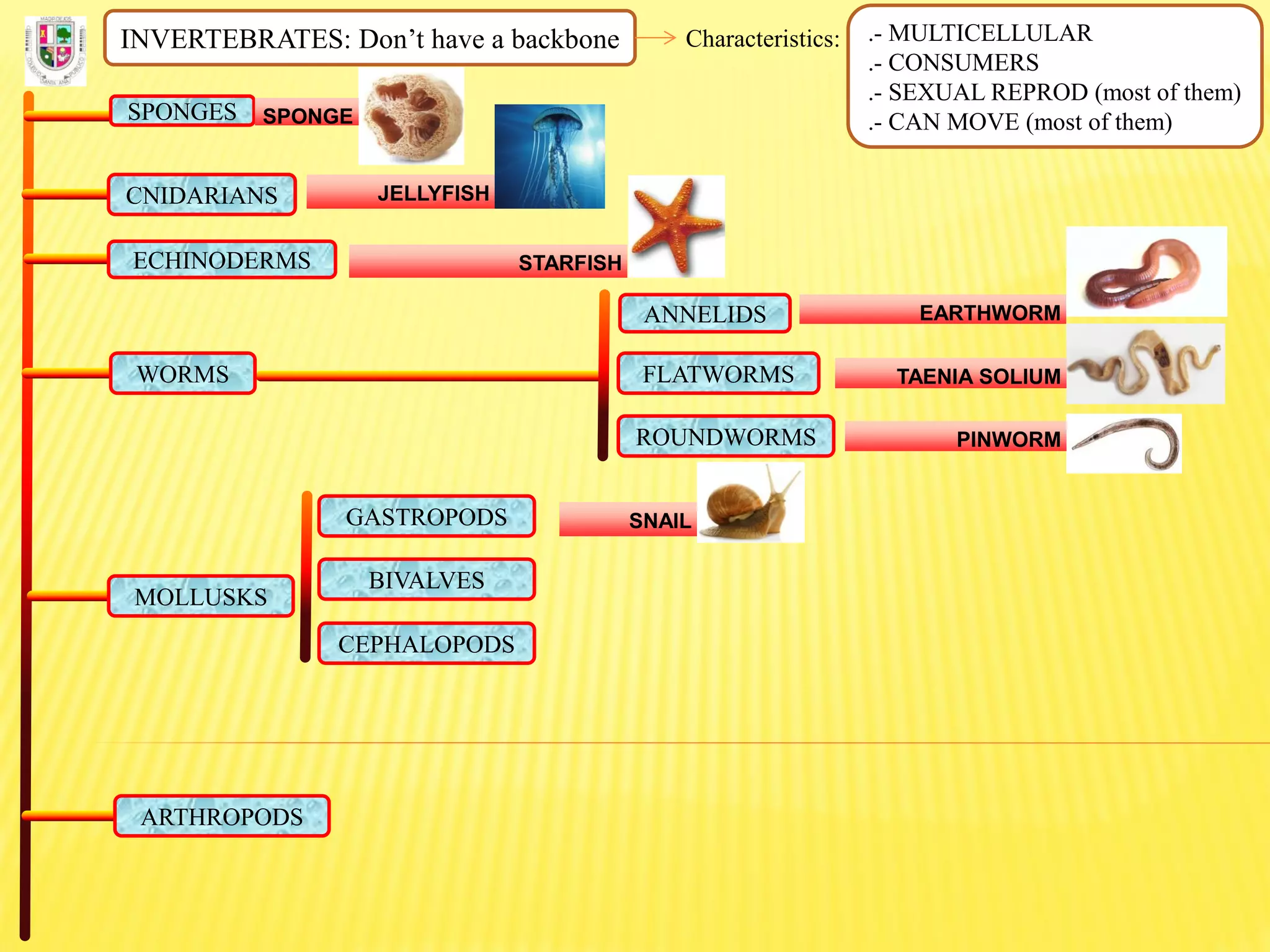 INVERTEBRATES: Don’t have a backbone Characteristics: .- MULTICELLULAR
.- CONSUMERS
.- SEXUAL REPROD (most of them)
.- CAN MOVE (most of them)SPONGES SPONGE
CNIDARIANS JELLYFISH
ECHINODERMS STARFISH
FLATWORMS
ROUNDWORMS
ANNELIDS
WORMS
EARTHWORM
TAENIA SOLIUM
PINWORM
MOLLUSKS
GASTROPODS
BIVALVES
CEPHALOPODS
SNAIL
ARTHROPODS
 