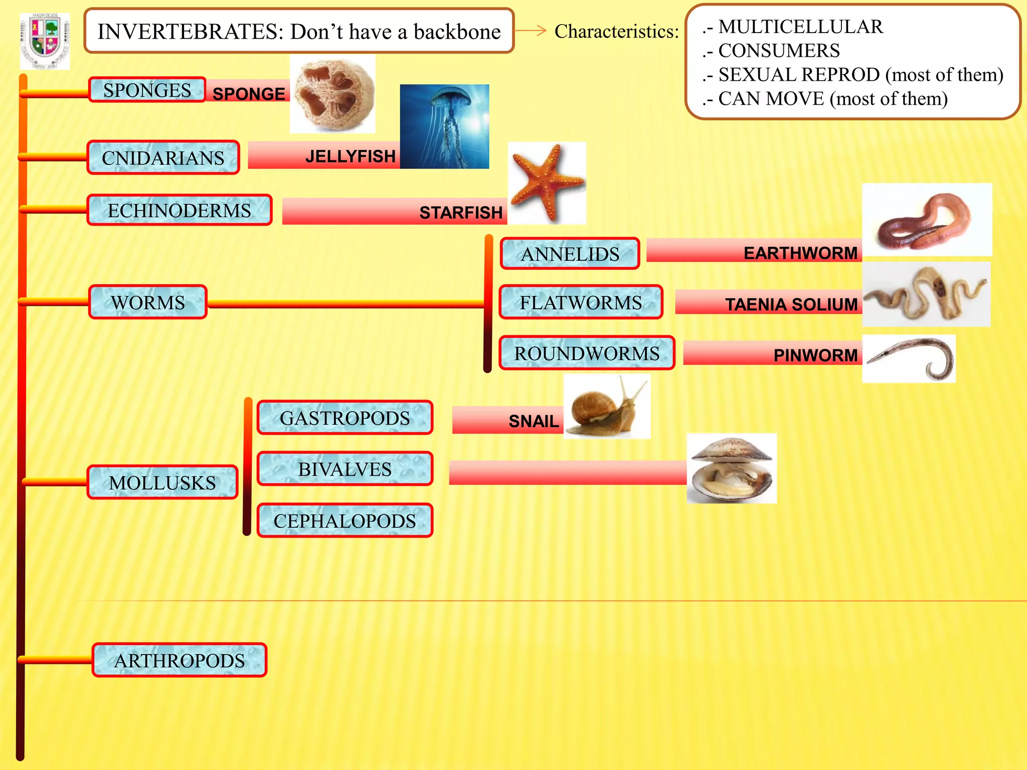 INVERTEBRATES: Don’t have a backbone Characteristics: .- MULTICELLULAR
.- CONSUMERS
.- SEXUAL REPROD (most of them)
.- CAN MOVE (most of them)SPONGES SPONGE
CNIDARIANS JELLYFISH
ECHINODERMS STARFISH
FLATWORMS
ROUNDWORMS
ANNELIDS
WORMS
EARTHWORM
TAENIA SOLIUM
PINWORM
MOLLUSKS
GASTROPODS
BIVALVES
CEPHALOPODS
SNAIL
ARTHROPODS
 