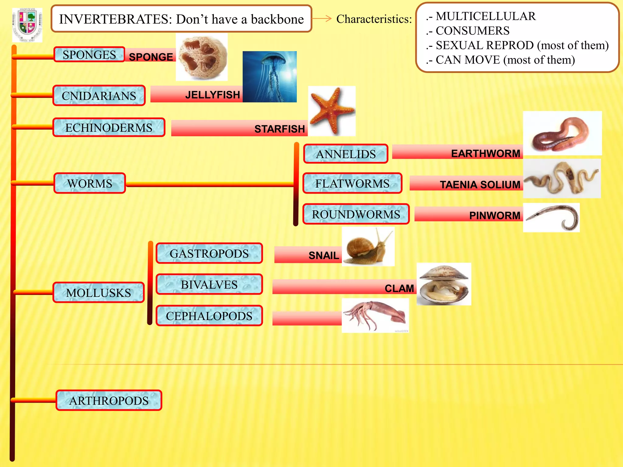 INVERTEBRATES: Don’t have a backbone Characteristics: .- MULTICELLULAR
.- CONSUMERS
.- SEXUAL REPROD (most of them)
.- CAN MOVE (most of them)SPONGES SPONGE
CNIDARIANS JELLYFISH
ECHINODERMS STARFISH
FLATWORMS
ROUNDWORMS
ANNELIDS
WORMS
EARTHWORM
TAENIA SOLIUM
PINWORM
MOLLUSKS
GASTROPODS
BIVALVES
CEPHALOPODS
SNAIL
CLAM
ARTHROPODS
 