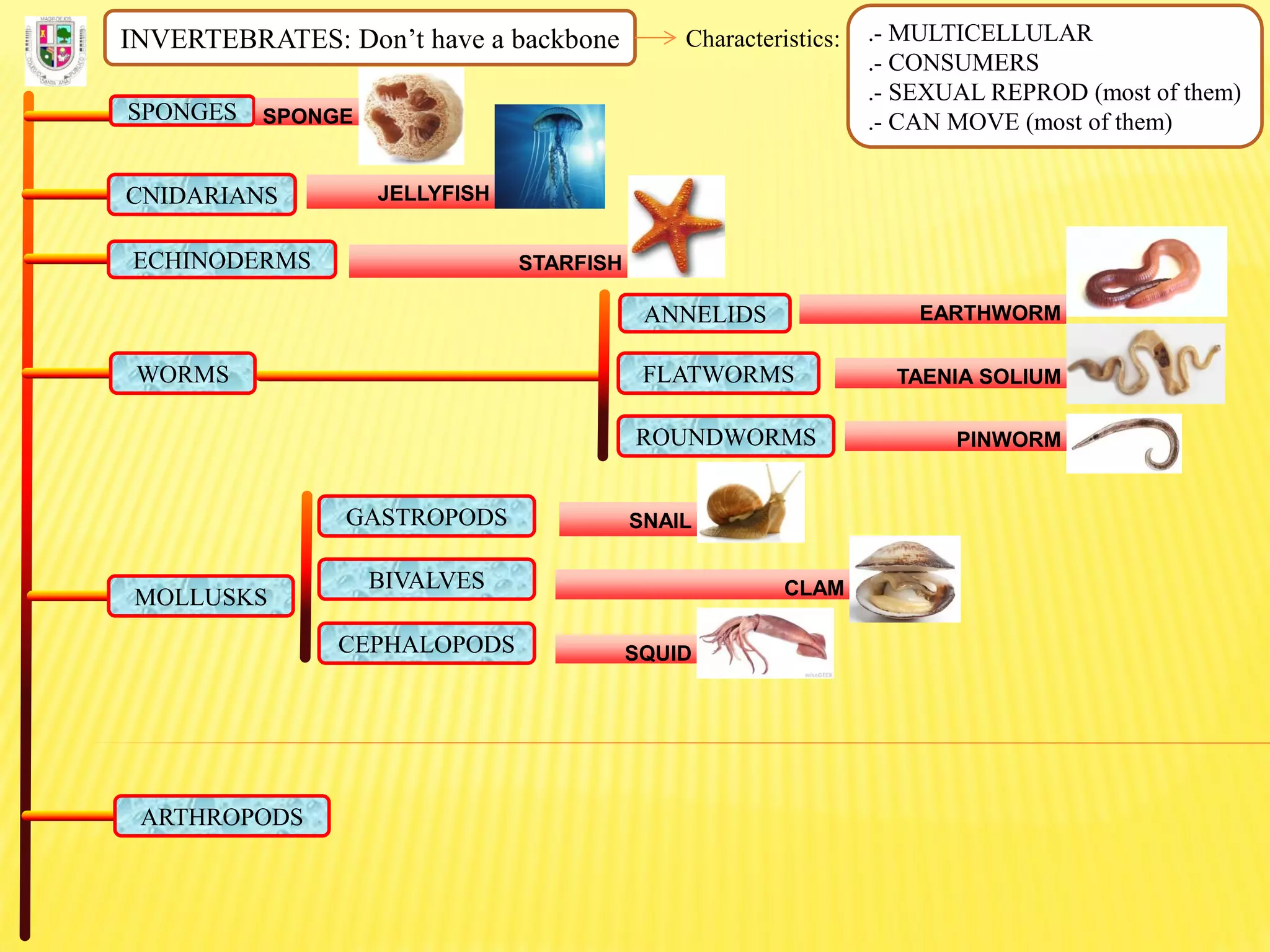 INVERTEBRATES: Don’t have a backbone Characteristics: .- MULTICELLULAR
.- CONSUMERS
.- SEXUAL REPROD (most of them)
.- CAN MOVE (most of them)SPONGES SPONGE
CNIDARIANS JELLYFISH
ECHINODERMS STARFISH
FLATWORMS
ROUNDWORMS
ANNELIDS
WORMS
EARTHWORM
TAENIA SOLIUM
PINWORM
MOLLUSKS
GASTROPODS
BIVALVES
CEPHALOPODS
SNAIL
CLAM
SQUID
ARTHROPODS
 
