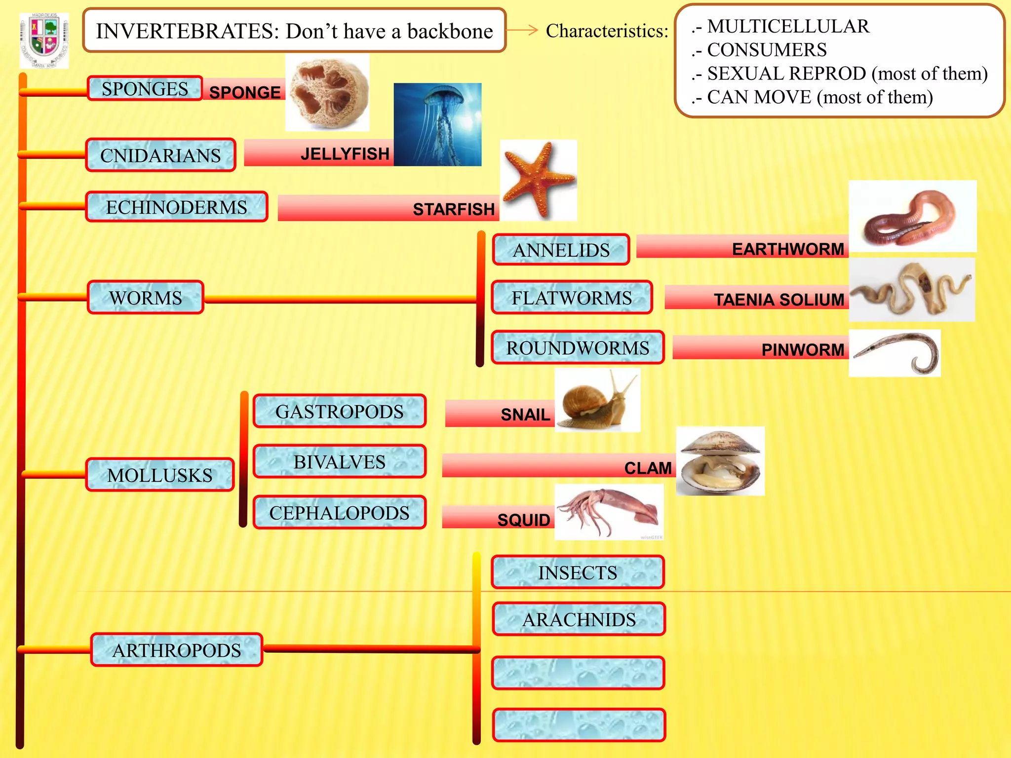 INVERTEBRATES: Don’t have a backbone Characteristics: .- MULTICELLULAR
.- CONSUMERS
.- SEXUAL REPROD (most of them)
.- CAN MOVE (most of them)SPONGES SPONGE
CNIDARIANS JELLYFISH
ECHINODERMS STARFISH
FLATWORMS
ROUNDWORMS
ANNELIDS
WORMS
EARTHWORM
TAENIA SOLIUM
PINWORM
MOLLUSKS
GASTROPODS
BIVALVES
CEPHALOPODS
SNAIL
CLAM
SQUID
ARTHROPODS
INSECTS
ARACHNIDS
 