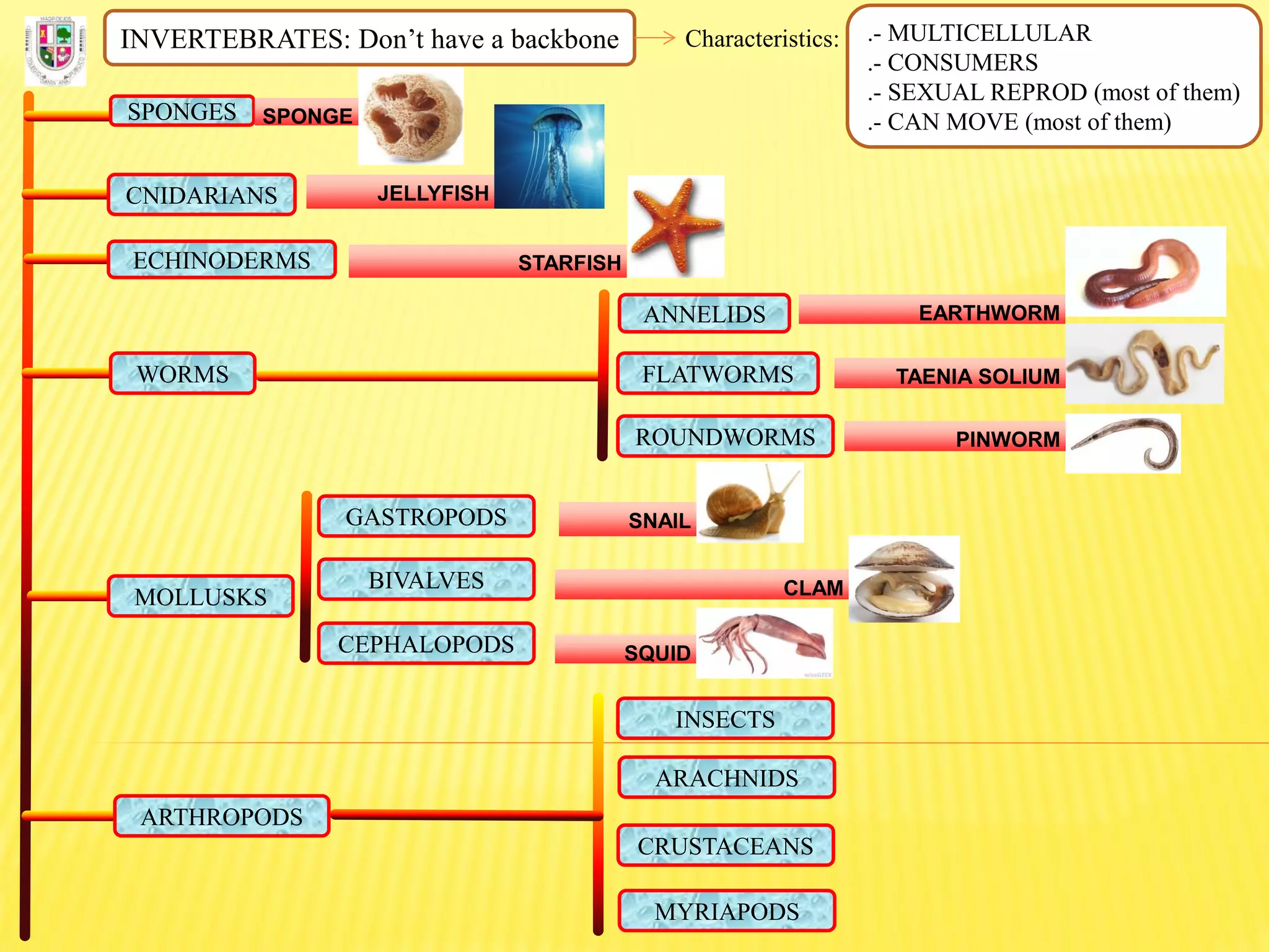 INVERTEBRATES: Don’t have a backbone Characteristics: .- MULTICELLULAR
.- CONSUMERS
.- SEXUAL REPROD (most of them)
.- CAN MOVE (most of them)SPONGES SPONGE
CNIDARIANS JELLYFISH
ECHINODERMS STARFISH
FLATWORMS
ROUNDWORMS
ANNELIDS
WORMS
EARTHWORM
TAENIA SOLIUM
PINWORM
MOLLUSKS
GASTROPODS
BIVALVES
CEPHALOPODS
SNAIL
CLAM
SQUID
ARTHROPODS
INSECTS
ARACHNIDS
CRUSTACEANS
MYRIAPODS
 