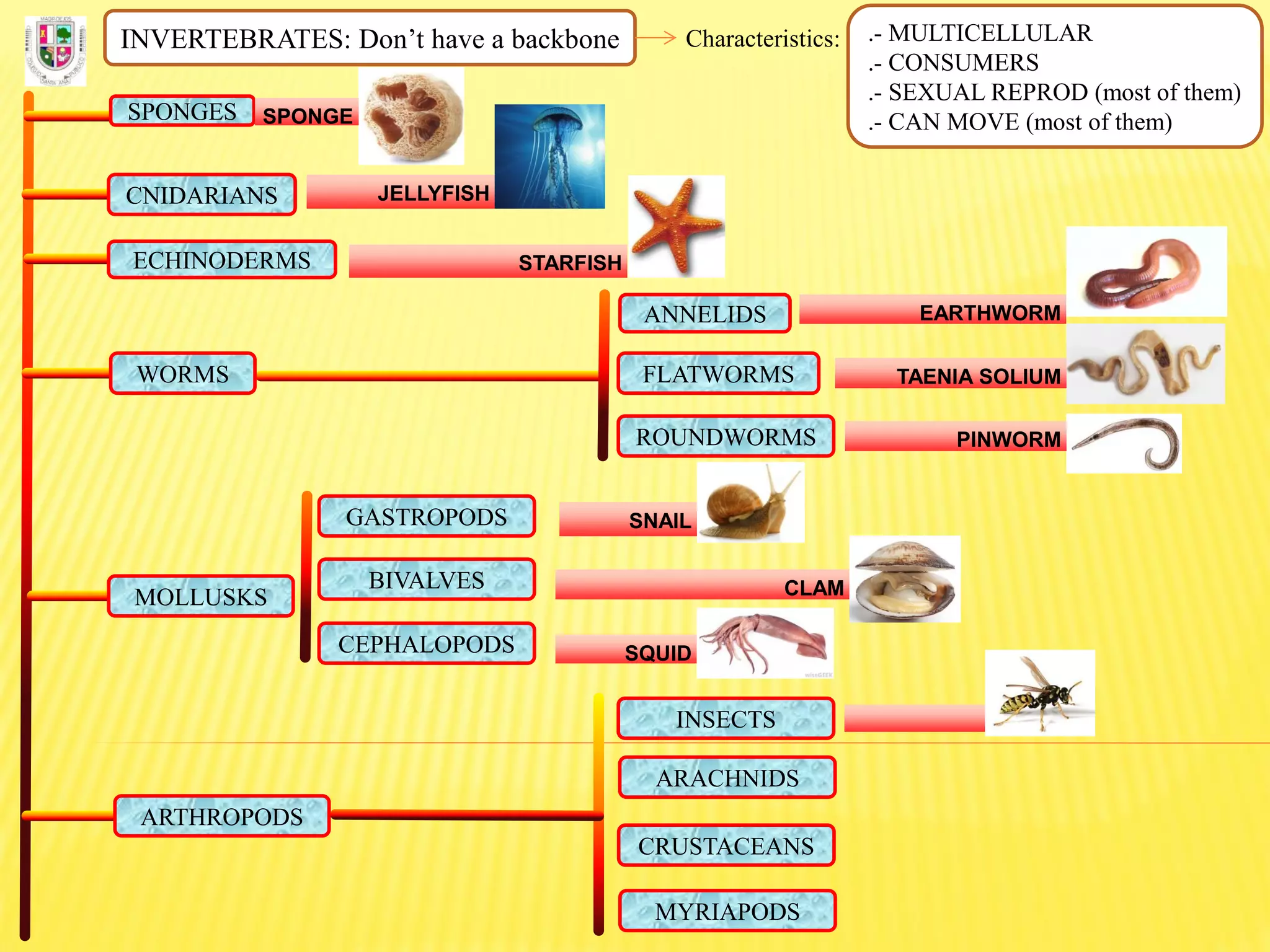 INVERTEBRATES: Don’t have a backbone Characteristics: .- MULTICELLULAR
.- CONSUMERS
.- SEXUAL REPROD (most of them)
.- CAN MOVE (most of them)SPONGES SPONGE
CNIDARIANS JELLYFISH
ECHINODERMS STARFISH
FLATWORMS
ROUNDWORMS
ANNELIDS
WORMS
EARTHWORM
TAENIA SOLIUM
PINWORM
MOLLUSKS
GASTROPODS
BIVALVES
CEPHALOPODS
SNAIL
CLAM
SQUID
ARTHROPODS
INSECTS
ARACHNIDS
CRUSTACEANS
MYRIAPODS
 