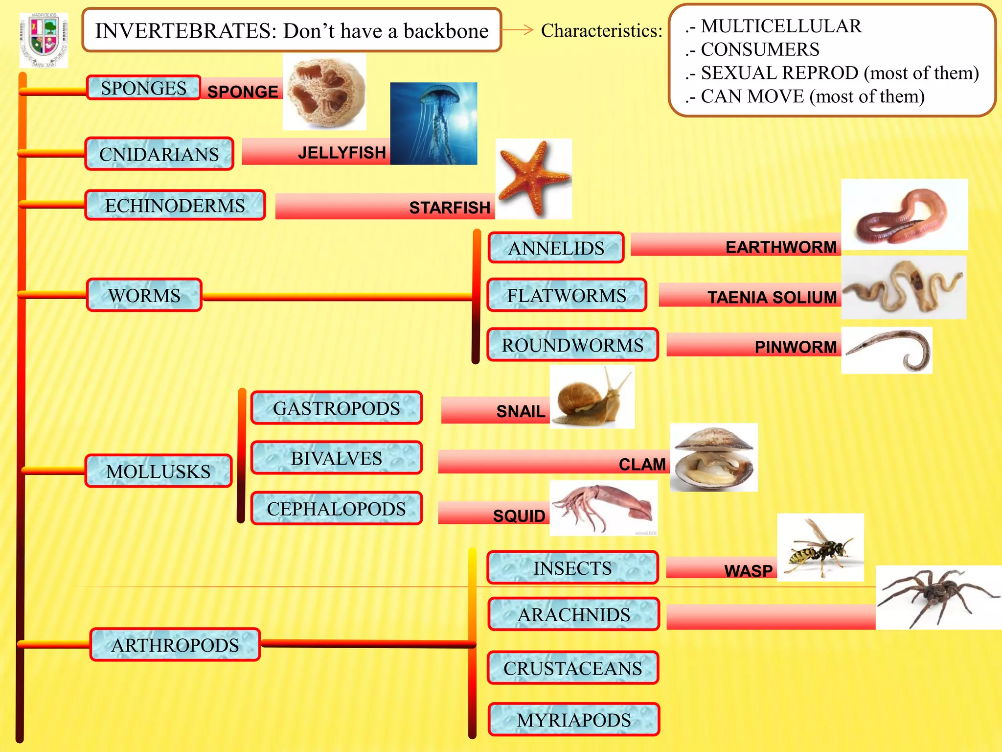 INVERTEBRATES: Don’t have a backbone Characteristics: .- MULTICELLULAR
.- CONSUMERS
.- SEXUAL REPROD (most of them)
.- CAN MOVE (most of them)SPONGES SPONGE
CNIDARIANS JELLYFISH
ECHINODERMS STARFISH
FLATWORMS
ROUNDWORMS
ANNELIDS
WORMS
EARTHWORM
TAENIA SOLIUM
PINWORM
MOLLUSKS
GASTROPODS
BIVALVES
CEPHALOPODS
SNAIL
CLAM
SQUID
ARTHROPODS
INSECTS
ARACHNIDS
CRUSTACEANS
MYRIAPODS
WASP
 