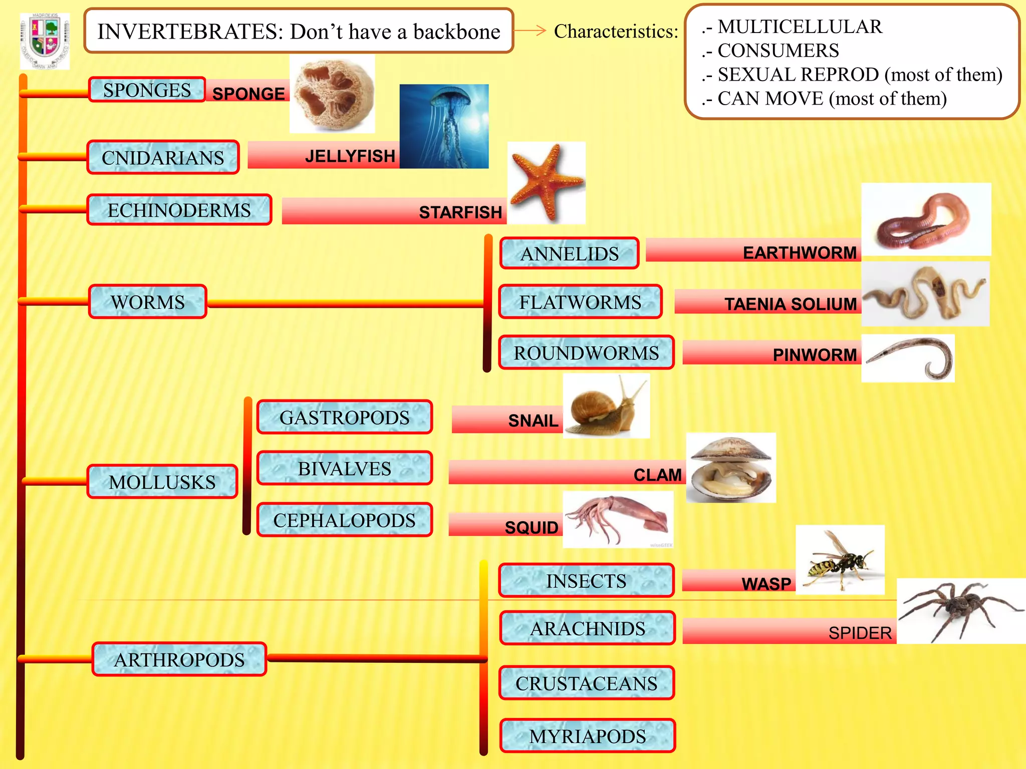 INVERTEBRATES: Don’t have a backbone Characteristics: .- MULTICELLULAR
.- CONSUMERS
.- SEXUAL REPROD (most of them)
.- CAN MOVE (most of them)SPONGES SPONGE
CNIDARIANS JELLYFISH
ECHINODERMS STARFISH
FLATWORMS
ROUNDWORMS
ANNELIDS
WORMS
EARTHWORM
TAENIA SOLIUM
PINWORM
MOLLUSKS
GASTROPODS
BIVALVES
CEPHALOPODS
SNAIL
CLAM
SQUID
ARTHROPODS
INSECTS
ARACHNIDS
CRUSTACEANS
MYRIAPODS
WASP
SPIDER
 