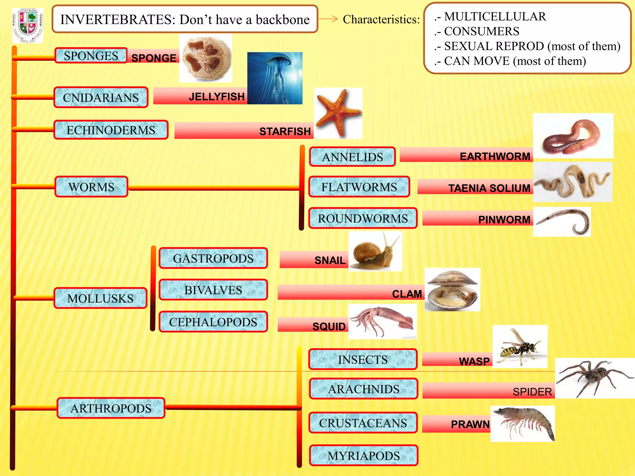 INVERTEBRATES: Don’t have a backbone Characteristics: .- MULTICELLULAR
.- CONSUMERS
.- SEXUAL REPROD (most of them)
.- CAN MOVE (most of them)SPONGES SPONGE
CNIDARIANS JELLYFISH
ECHINODERMS STARFISH
FLATWORMS
ROUNDWORMS
ANNELIDS
WORMS
EARTHWORM
TAENIA SOLIUM
PINWORM
MOLLUSKS
GASTROPODS
BIVALVES
CEPHALOPODS
SNAIL
CLAM
SQUID
ARTHROPODS
INSECTS
ARACHNIDS
CRUSTACEANS
MYRIAPODS
WASP
SPIDER
PRAWN
 
