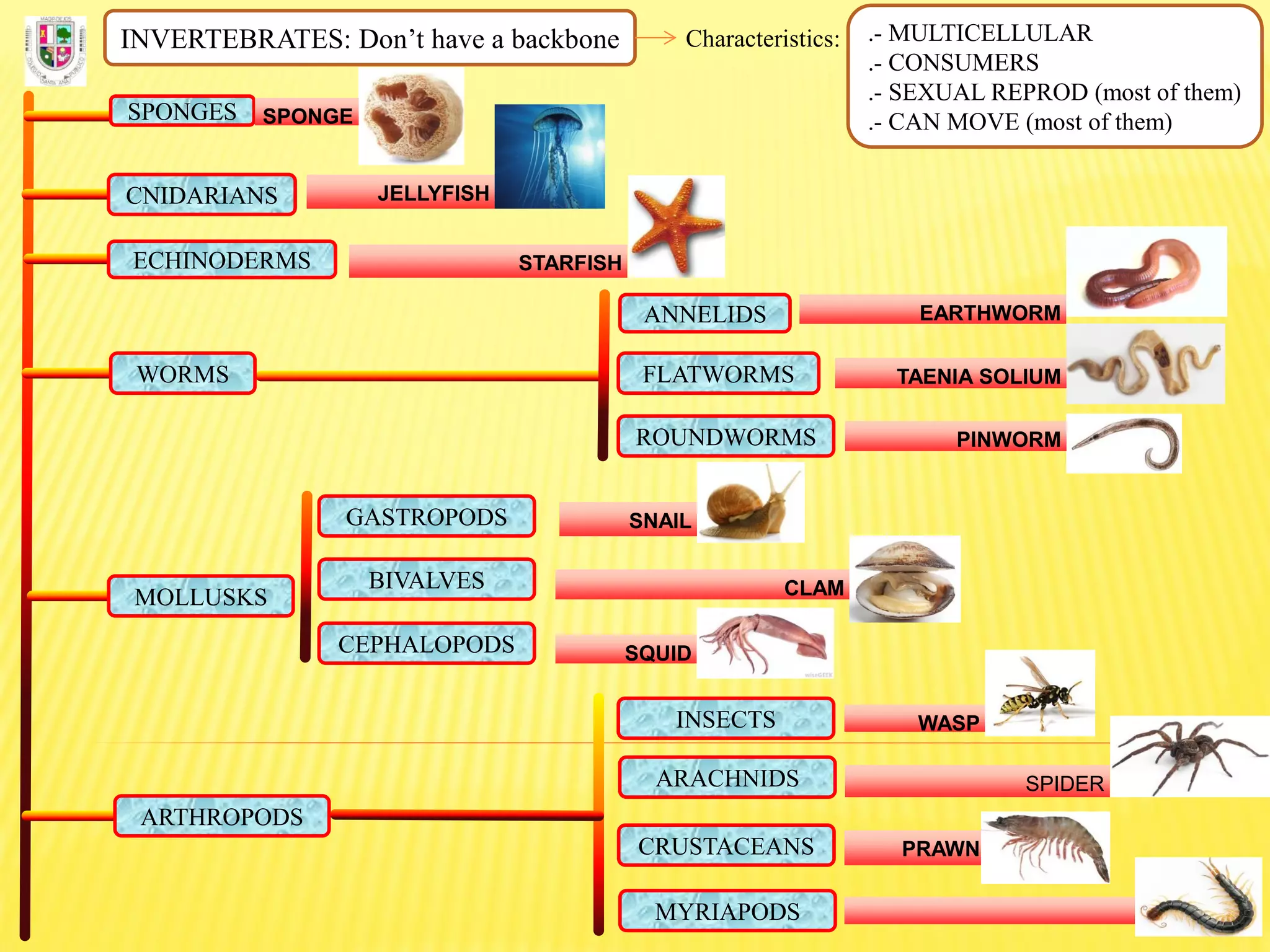 INVERTEBRATES: Don’t have a backbone Characteristics: .- MULTICELLULAR
.- CONSUMERS
.- SEXUAL REPROD (most of them)
.- CAN MOVE (most of them)SPONGES SPONGE
CNIDARIANS JELLYFISH
ECHINODERMS STARFISH
FLATWORMS
ROUNDWORMS
ANNELIDS
WORMS
EARTHWORM
TAENIA SOLIUM
PINWORM
MOLLUSKS
GASTROPODS
BIVALVES
CEPHALOPODS
SNAIL
CLAM
SQUID
ARTHROPODS
INSECTS
ARACHNIDS
CRUSTACEANS
MYRIAPODS
WASP
SPIDER
PRAWN
 