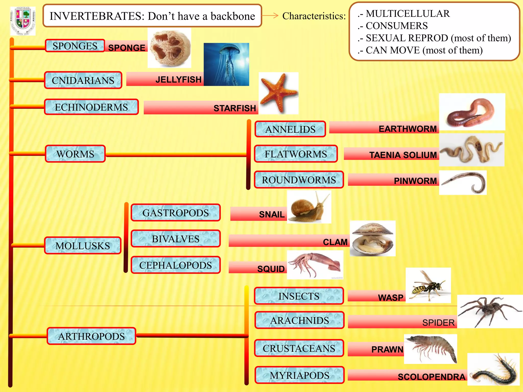 INVERTEBRATES: Don’t have a backbone Characteristics: .- MULTICELLULAR
.- CONSUMERS
.- SEXUAL REPROD (most of them)
.- CAN MOVE (most of them)SPONGES SPONGE
CNIDARIANS JELLYFISH
ECHINODERMS STARFISH
FLATWORMS
ROUNDWORMS
ANNELIDS
WORMS
EARTHWORM
TAENIA SOLIUM
PINWORM
MOLLUSKS
GASTROPODS
BIVALVES
CEPHALOPODS
SNAIL
CLAM
SQUID
ARTHROPODS
INSECTS
ARACHNIDS
CRUSTACEANS
MYRIAPODS
WASP
SPIDER
PRAWN
SCOLOPENDRA
 