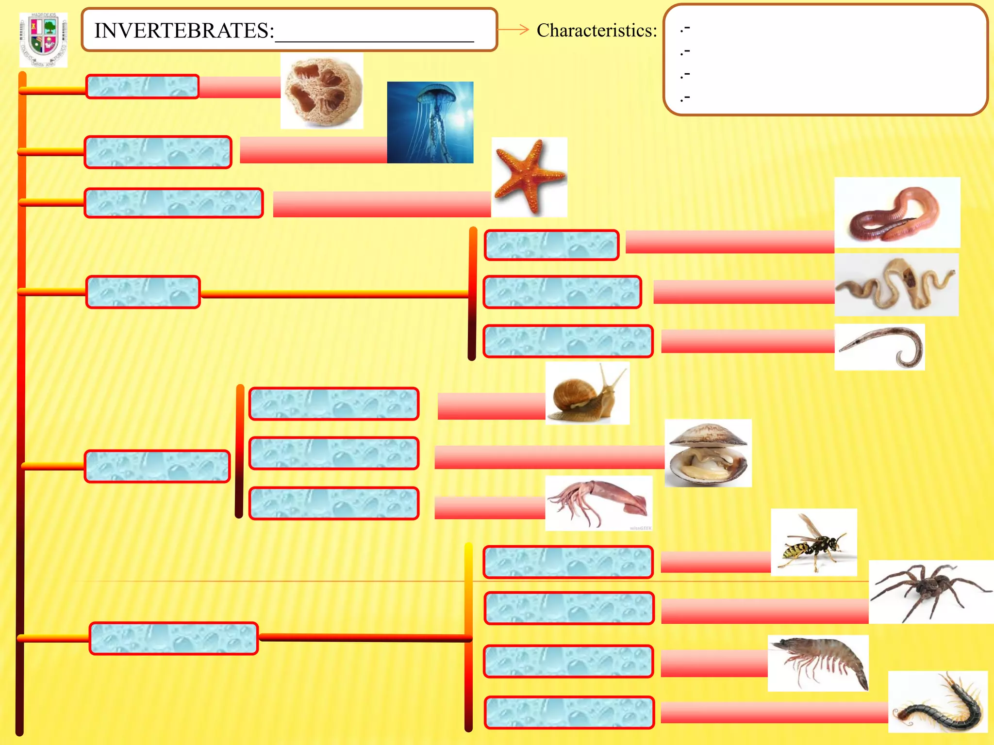 INVERTEBRATES:__________________ Characteristics: .-
.-
.-
.-
 